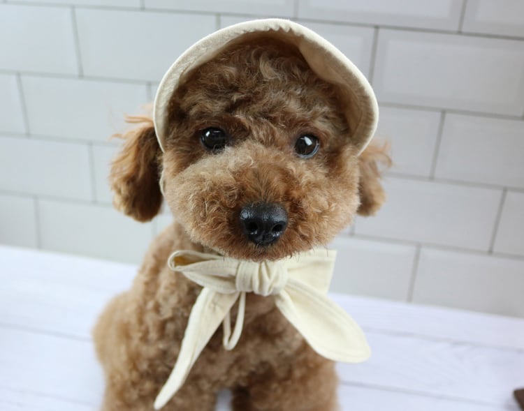 straw bonnet hat 2color / 犬 麦わら帽子 ドッグウェア 小型犬 中型犬 犬帽子 犬の帽子 夏 麦わらボンネット帽子