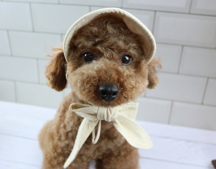 straw bonnet hat 2color / 犬 麦わら帽子 ドッグウェア 小型犬 中型犬 犬帽子 犬の帽子 夏 麦わらボンネット帽子 韓国 犬服