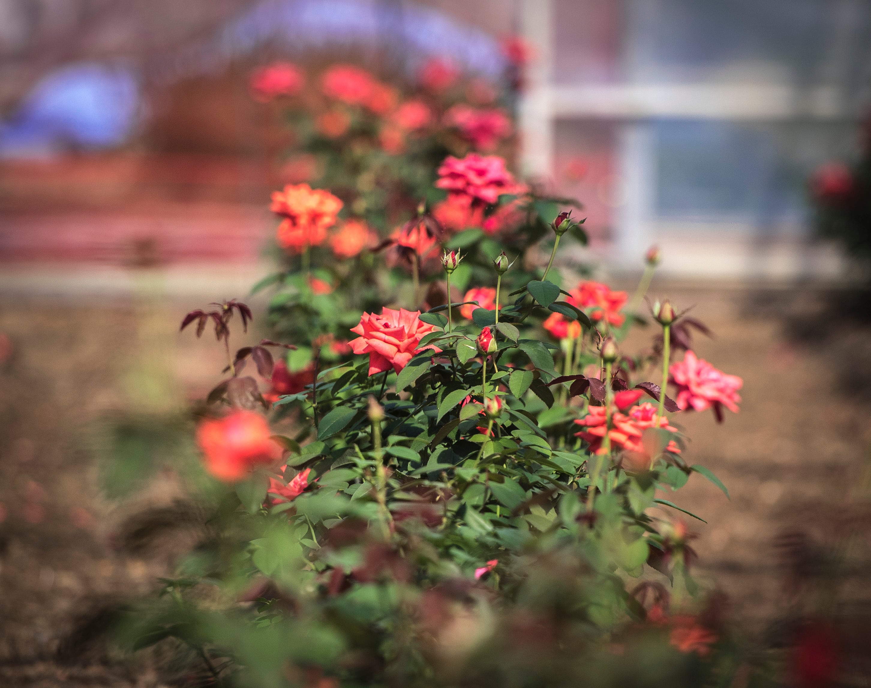 ☆2025秋バラ☆ 伊豆河津産食用ばらジャム IZU ROSE ドフトボルケ（赤