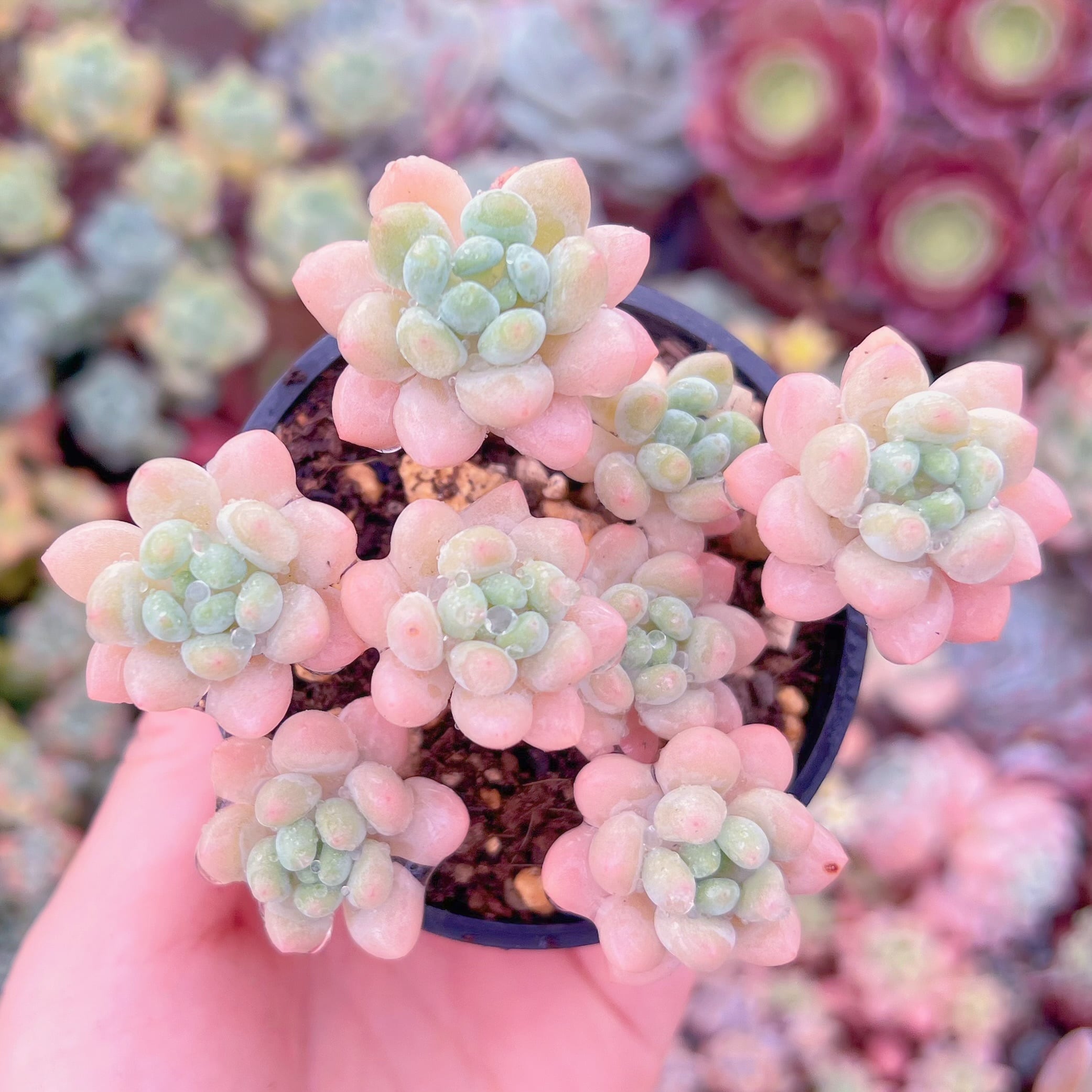 現品　ピンクロココ#F074　群生　るる農園