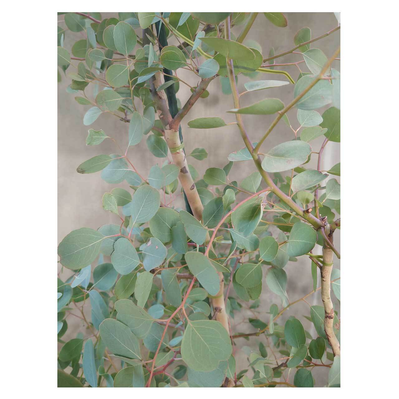 Eucalyptus polyanthemos | Seeding
