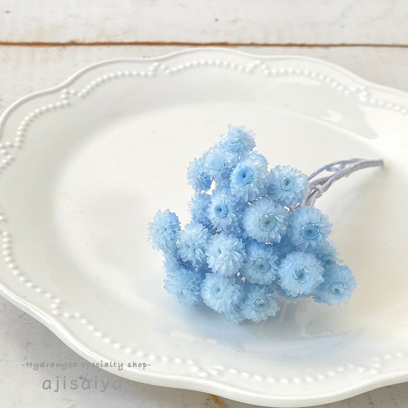 イモーテル 新5色 カラードライフラワー 自然素材こわけ専門店 あじさいや