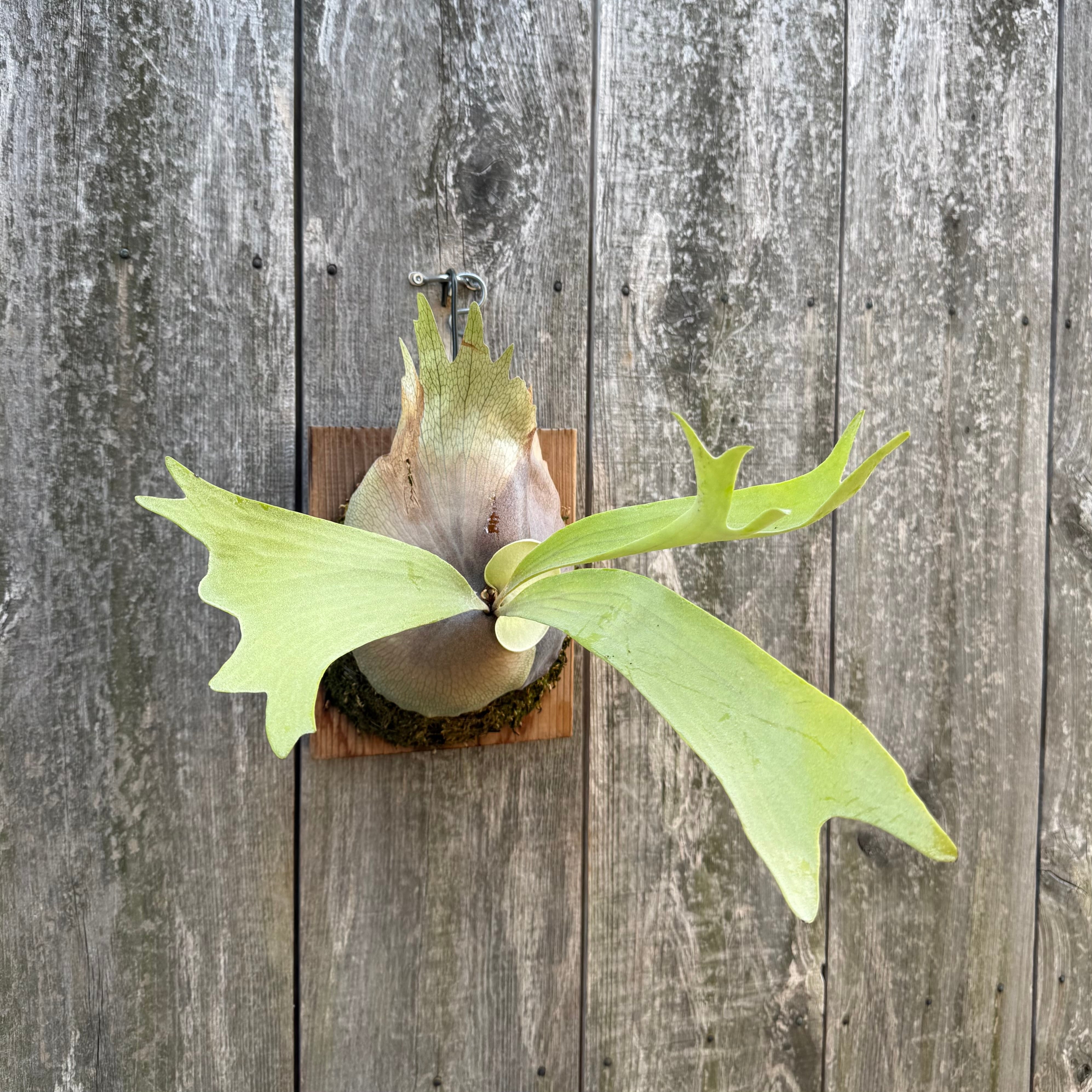 P.willinckii makigumo (pup) | naturefix