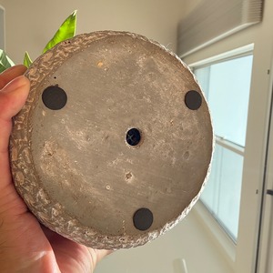 パキラ（実生）