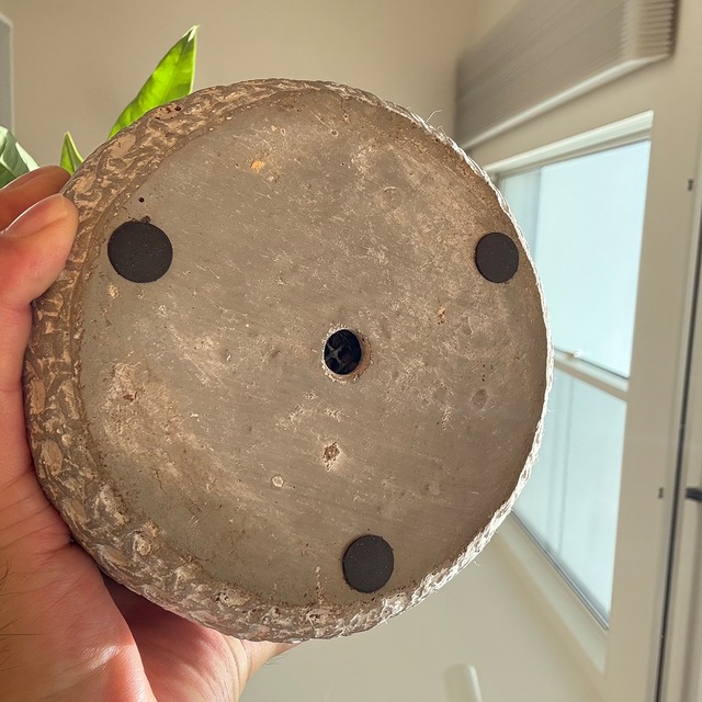 パキラ（実生）