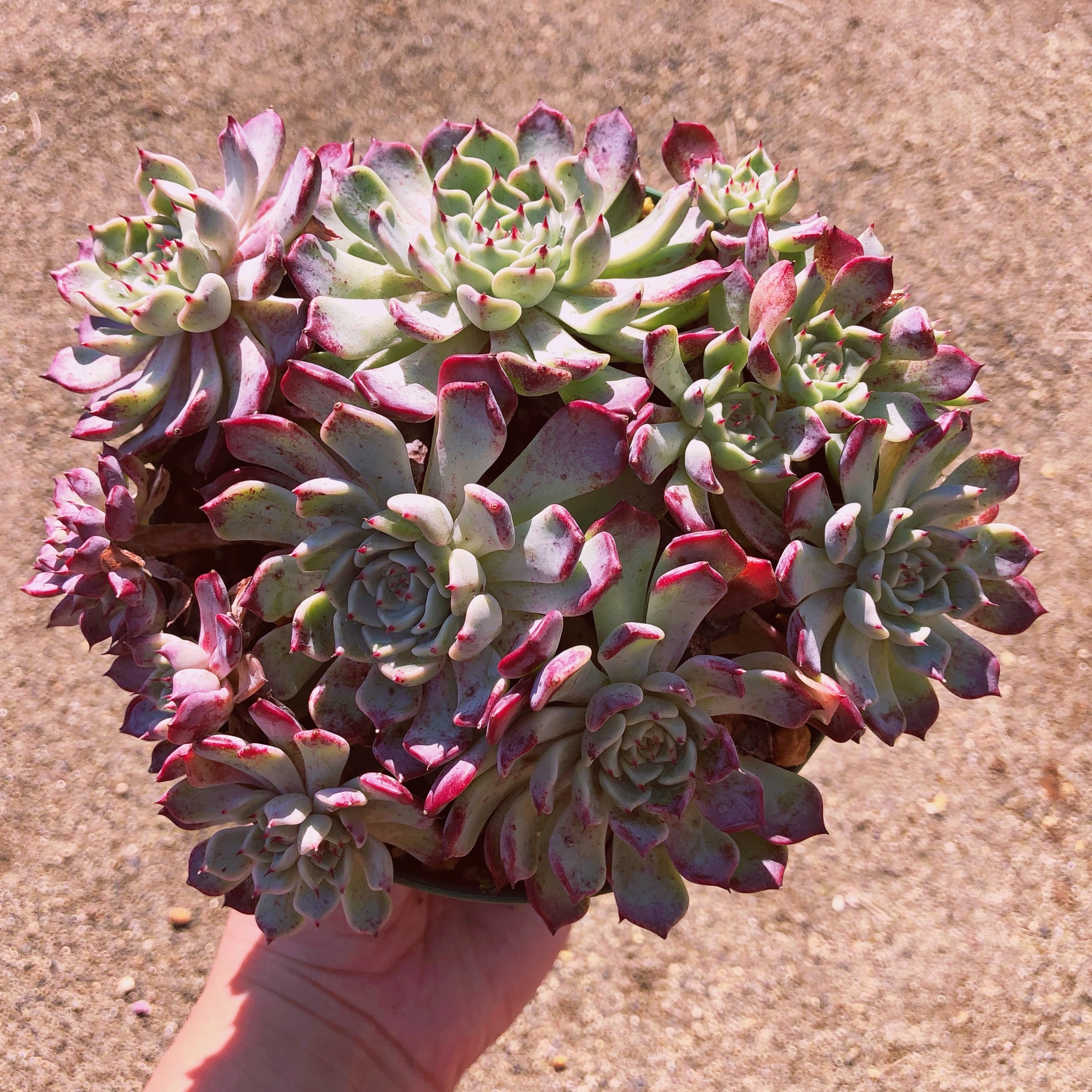 多肉植物　沙羅姫牡丹　群生　特大