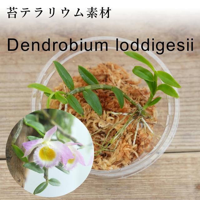 その他の植物 シダ 蘭 苔テラリウム専門ショップ道草 その他の植物 シダ 蘭 苔テラリウム専門ショップ道草