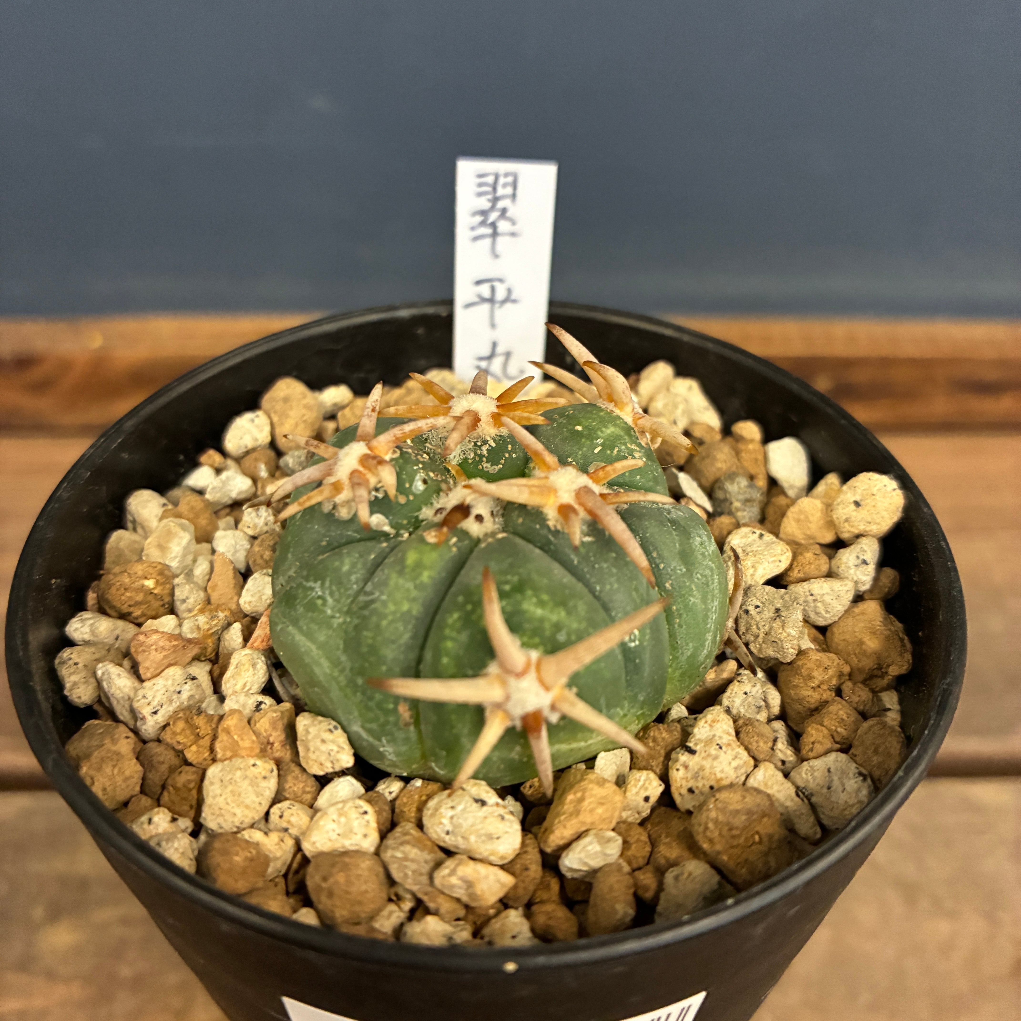 サボテン エキノカクタス 翠平丸 接ぎ降ろし【193】 | PROTOLEAF