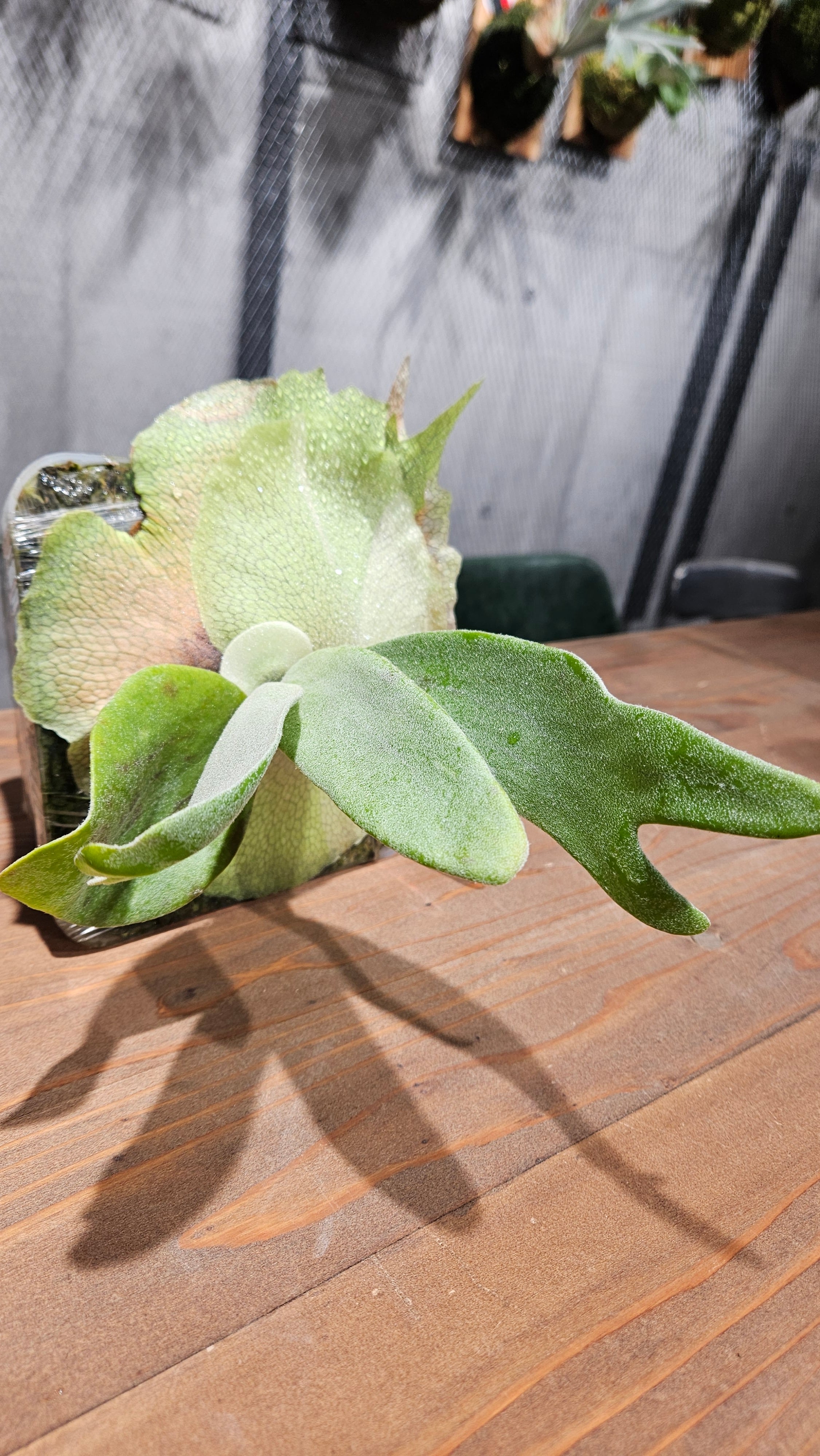 P.veitchii Silvery Variegated【artPLANTs/PLANTS GARAGE】ビカクシダ