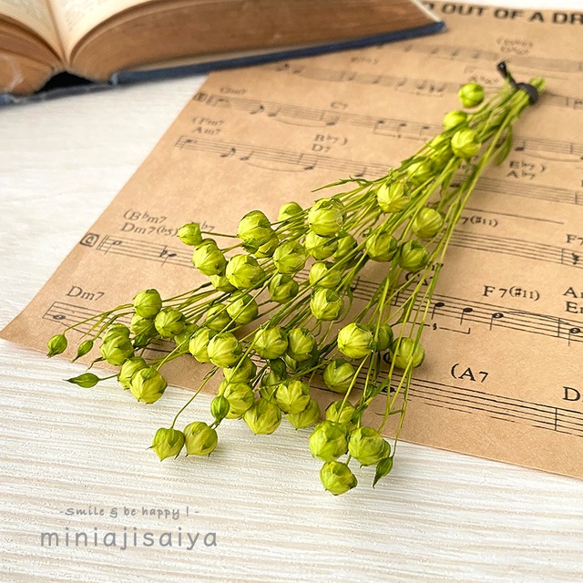 【 2025定番外限定新色 】リンフラワー　グラスグリーン　【ドライフラワー】