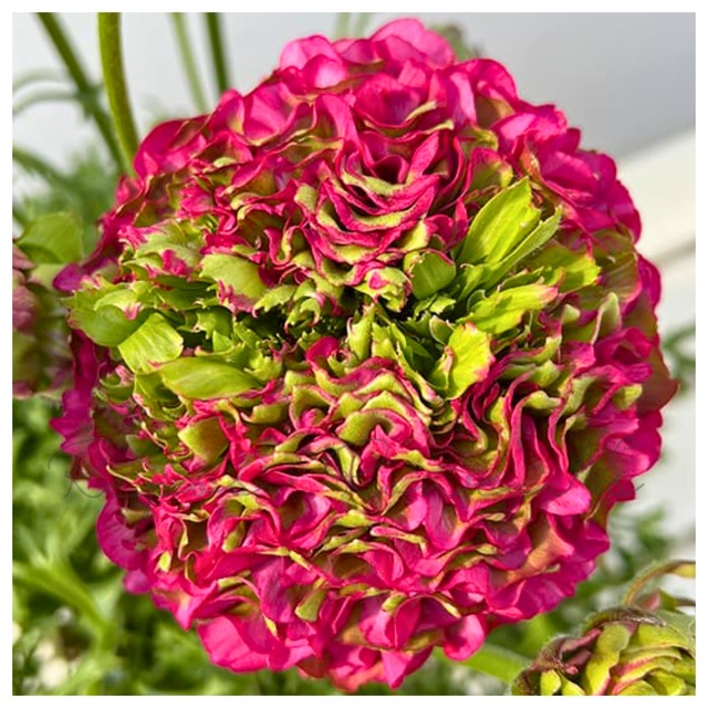 ラナンキュラス：ポンポンシリーズ・アラジン（5号鉢）希少　大輪　鉢花　珍しい　人気　花苗　ラナンキュラス