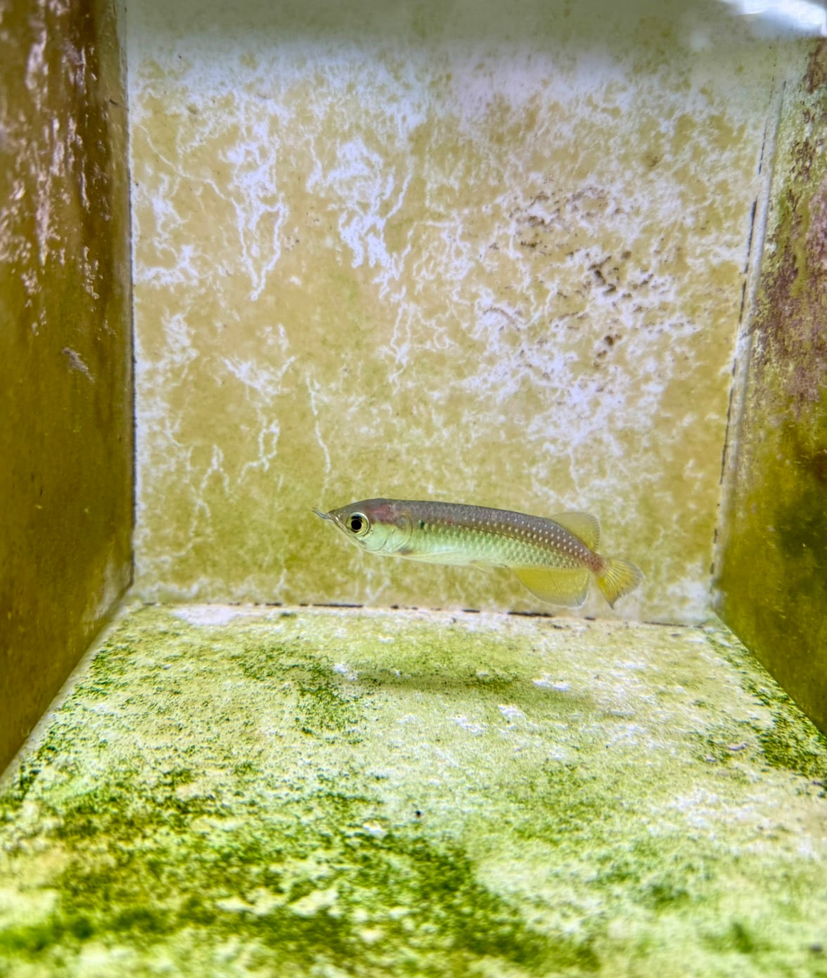 ノーザンバラムンディ | THE AQUARIUM ISE