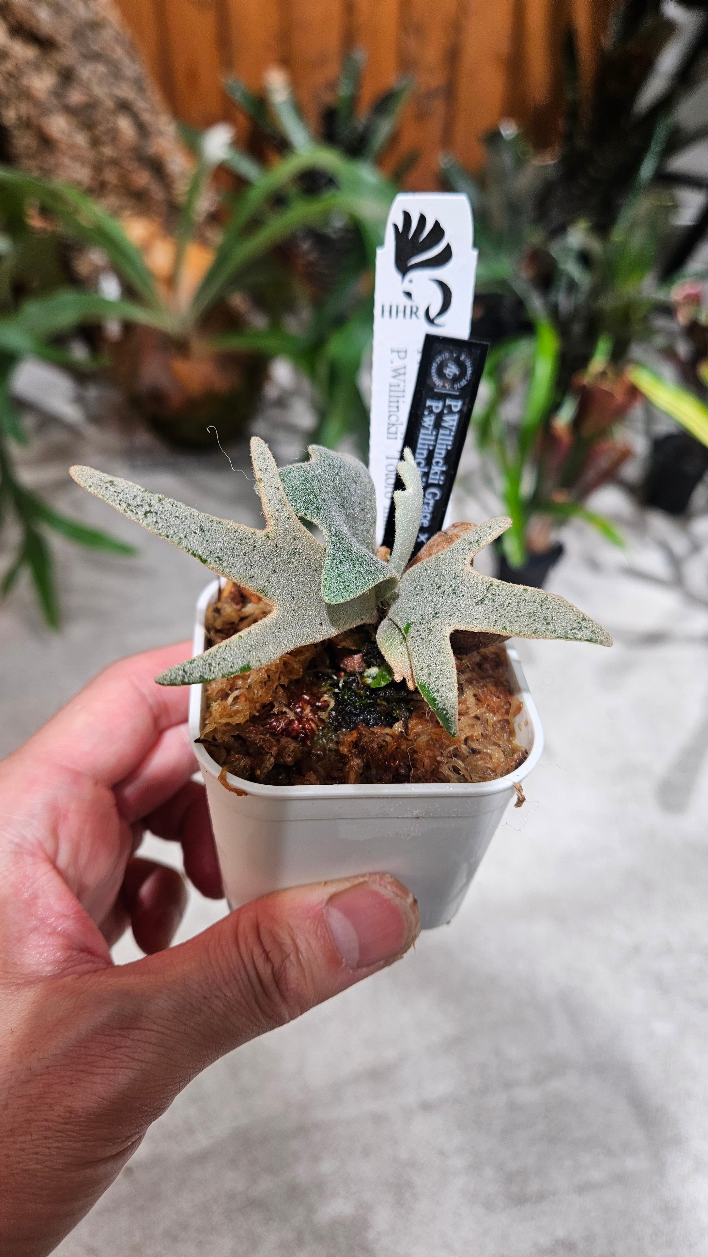 P.willinckii Grace × P.willinckii Totoro Sporelings Select