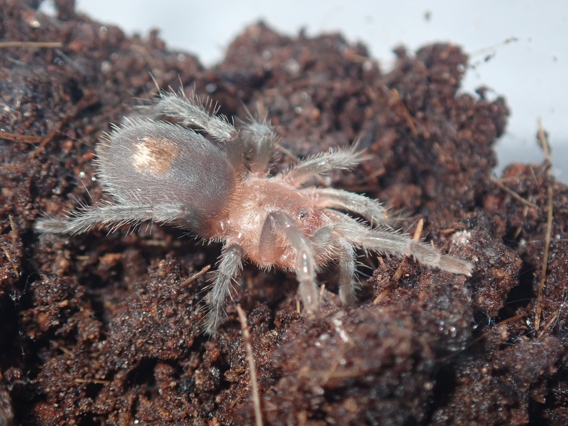 .cute!! / タランチュラ cute!! / タランチュラ タランチュラ | Bug Bug bugs 【奇蟲専門店】