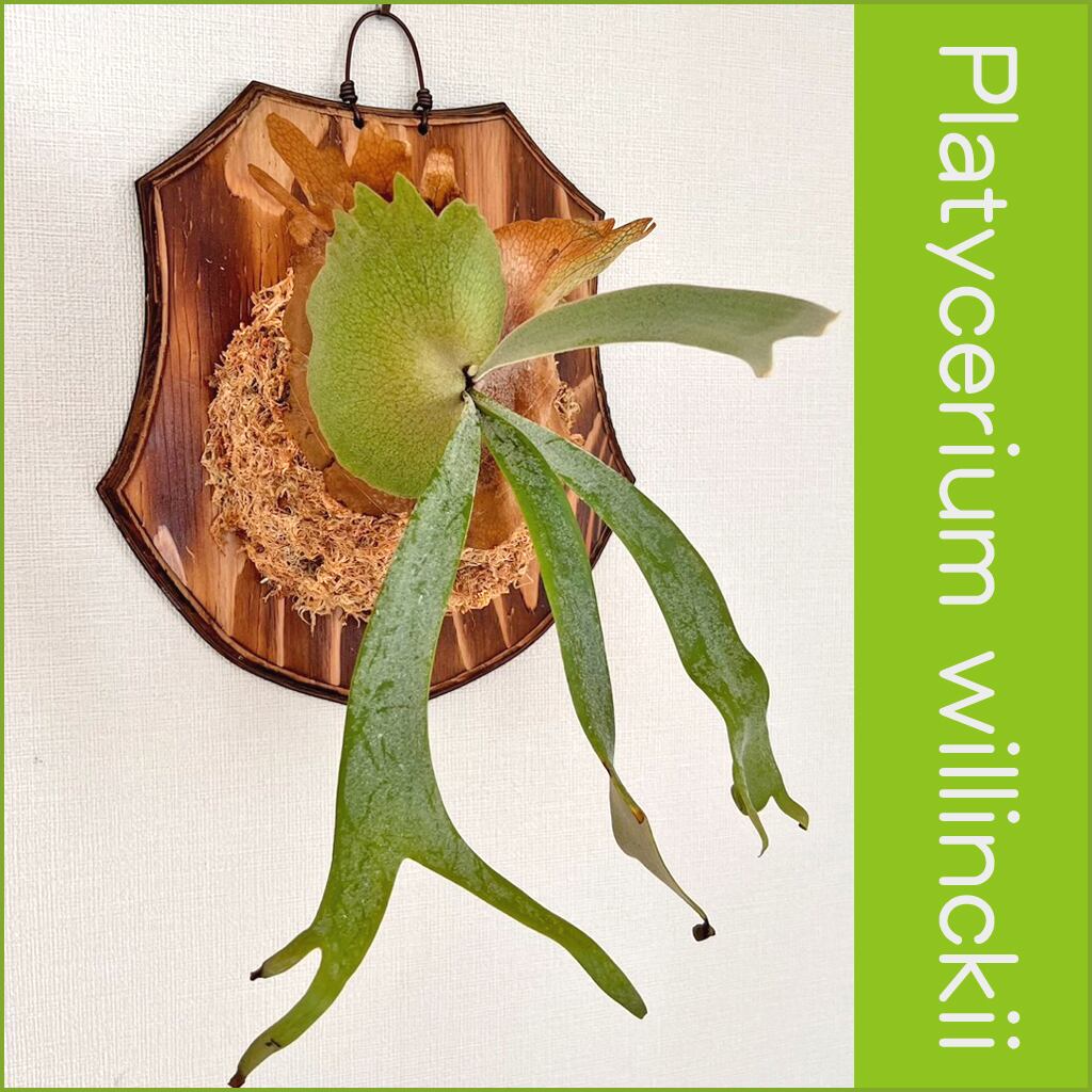 デザイン板付け | bikakuya-ビカク家-