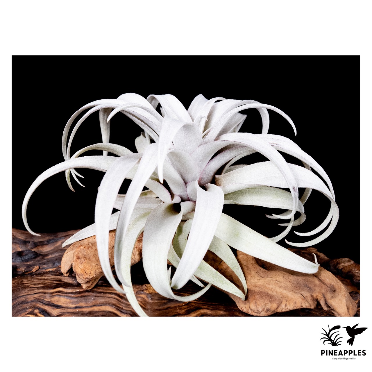 Tillandsia capitata 'Yellow Star' - 2