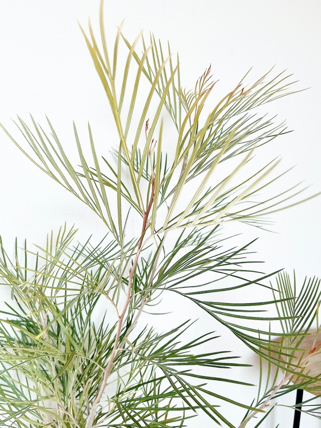 耐寒性 グレビレア ムーンライト オージープランツ 観葉植物 calm cafe