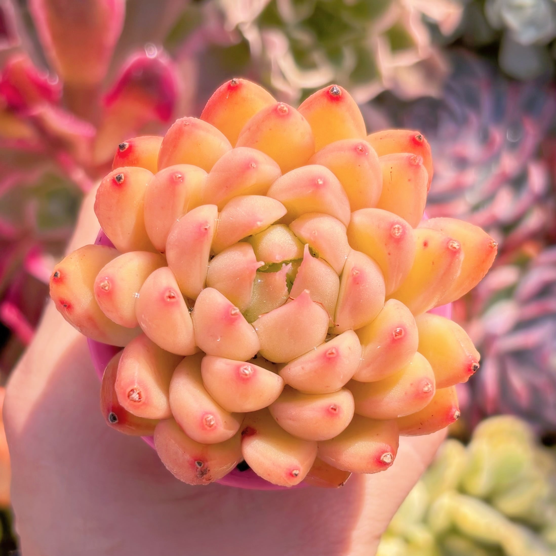 多肉植物　ゴールドバニー　新入荷　るる農園