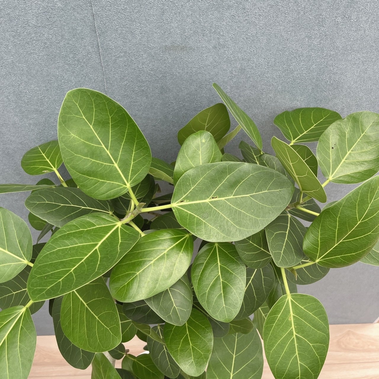 現品］17番 フィカス ベンガレンシス 幹太 8号 観葉植物 室内 大型