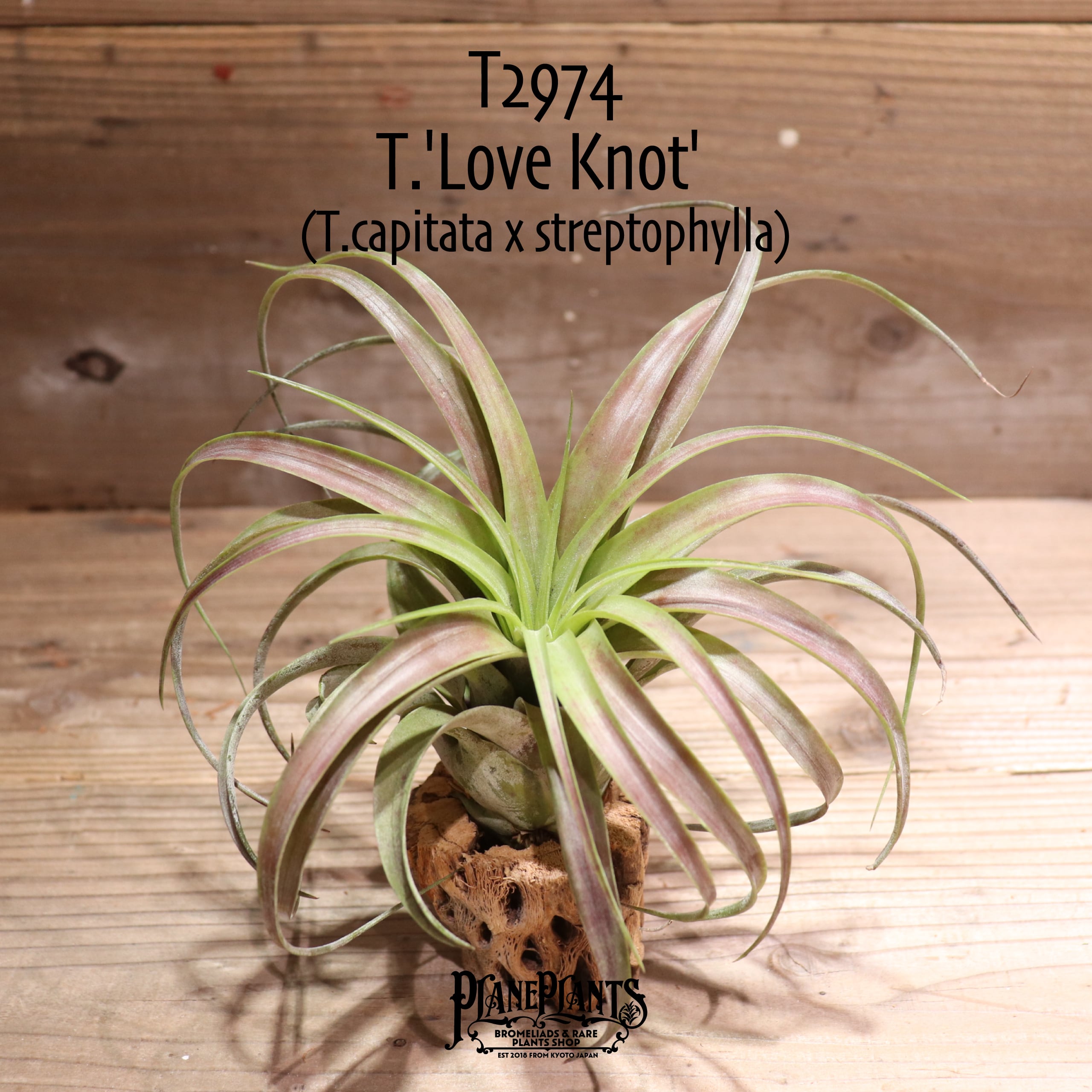 チランジア コンコロール × ストレプトフィラ セレクテッド