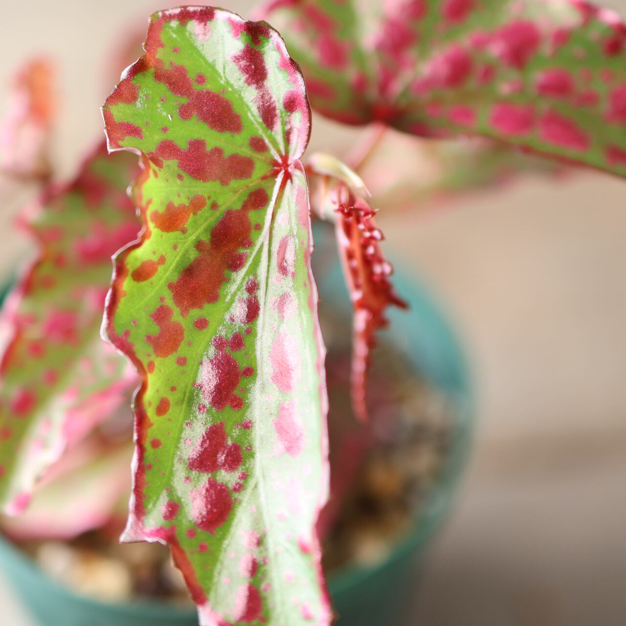 392 斑点と個性が踊る、唯一無二のハイブリッドベゴニア『ベゴニア