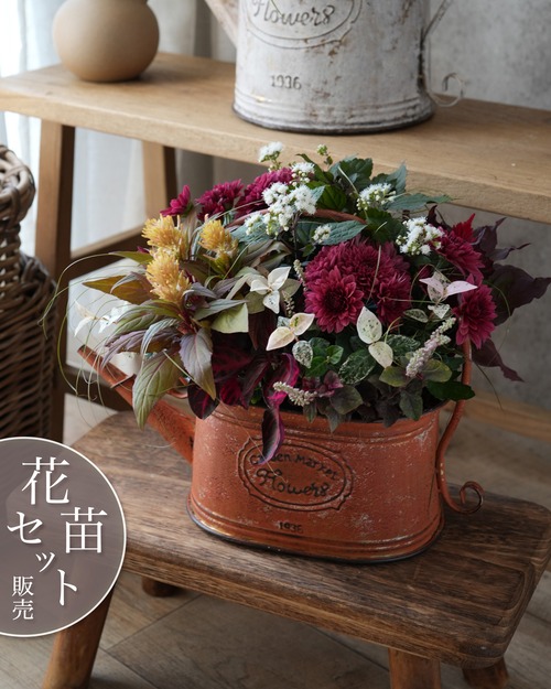 【花苗セット】えんじ色のマムと山吹色ケイトウ、寄せ植えミニ花苗セット