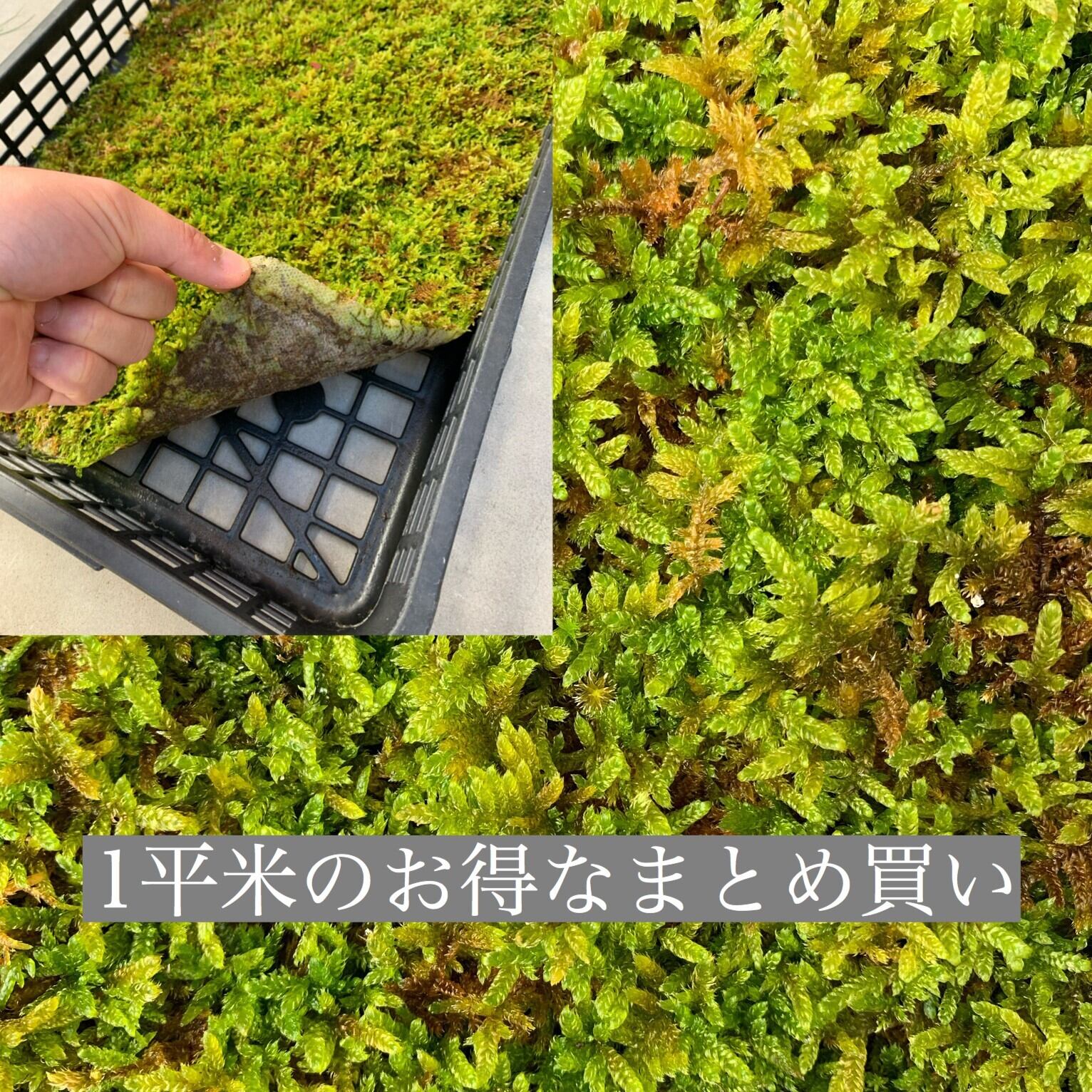ハイゴケ 3枚 / 芹田苔 / 装飾用 マット / 苔玉 苔庭 / MOSS