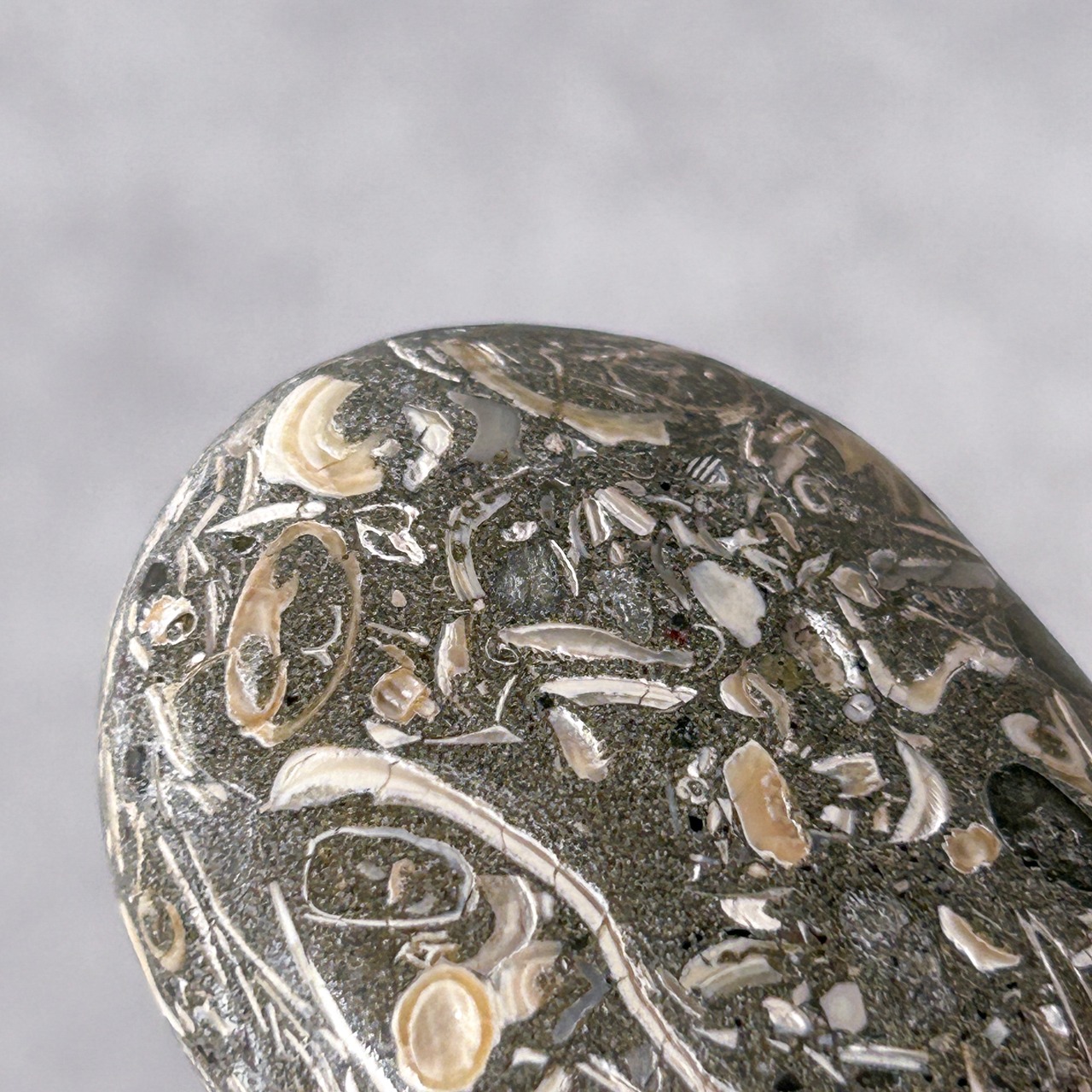 ツリテラアゲート 04 パーム * Turitella Agate * 天然石