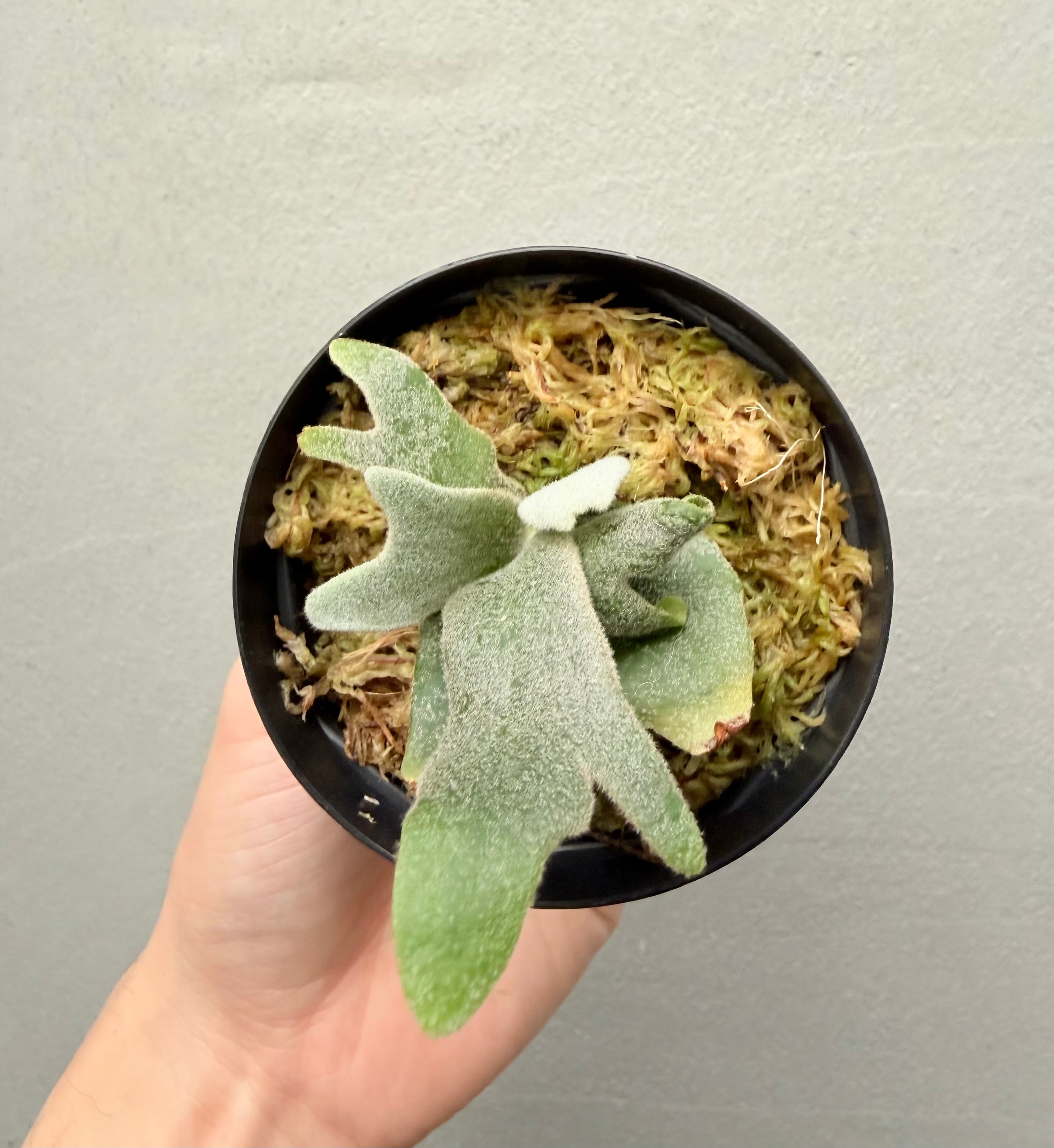 c) P. willinckii 'Snow Elf'× P. Willinckii 'Daily queen' spore