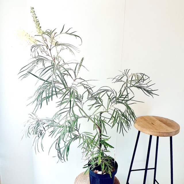 【現品発送】美しい純白の花姿 グレビレア バンクシーアルバ 7号 オージープランツ