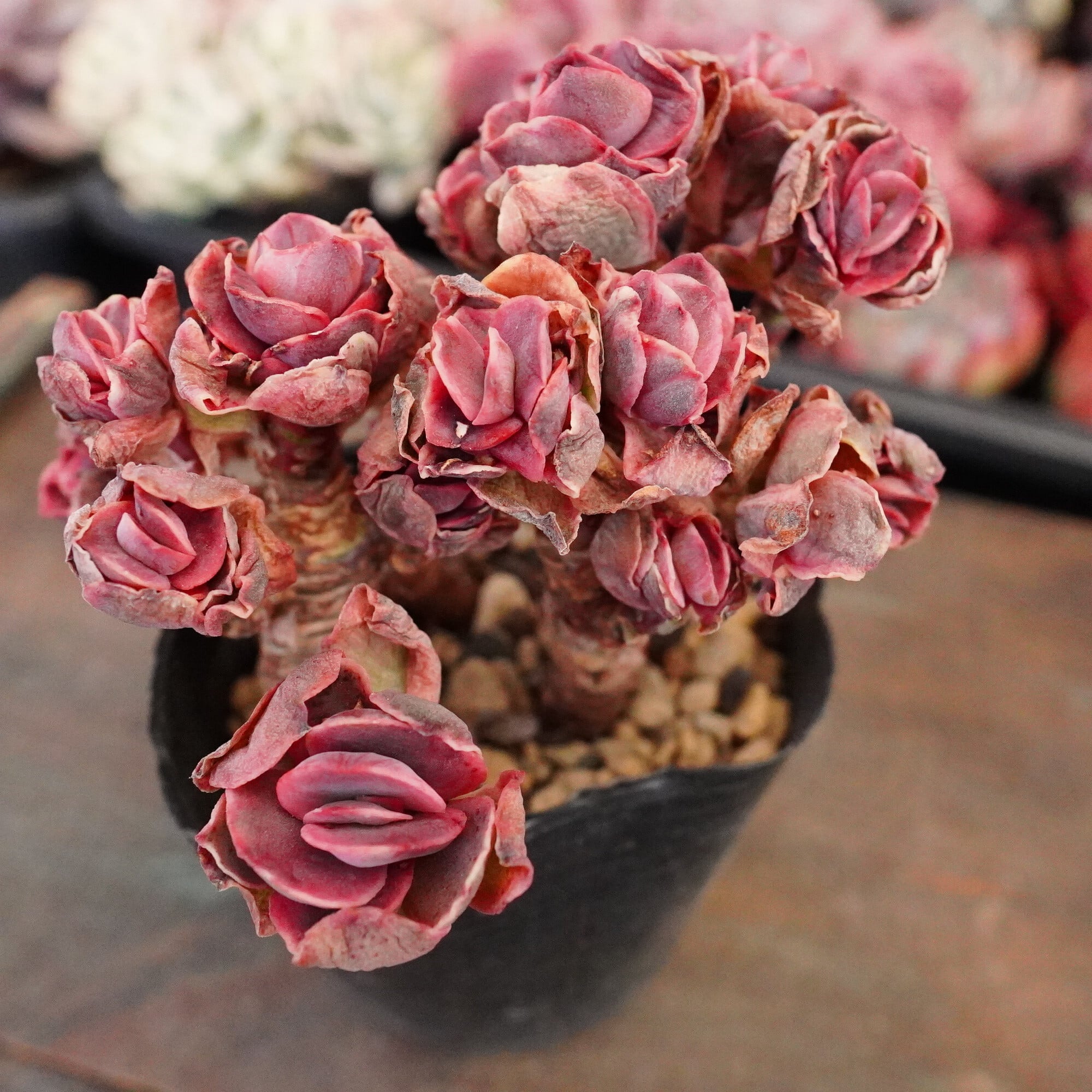 多肉植物 | E-TANIKU