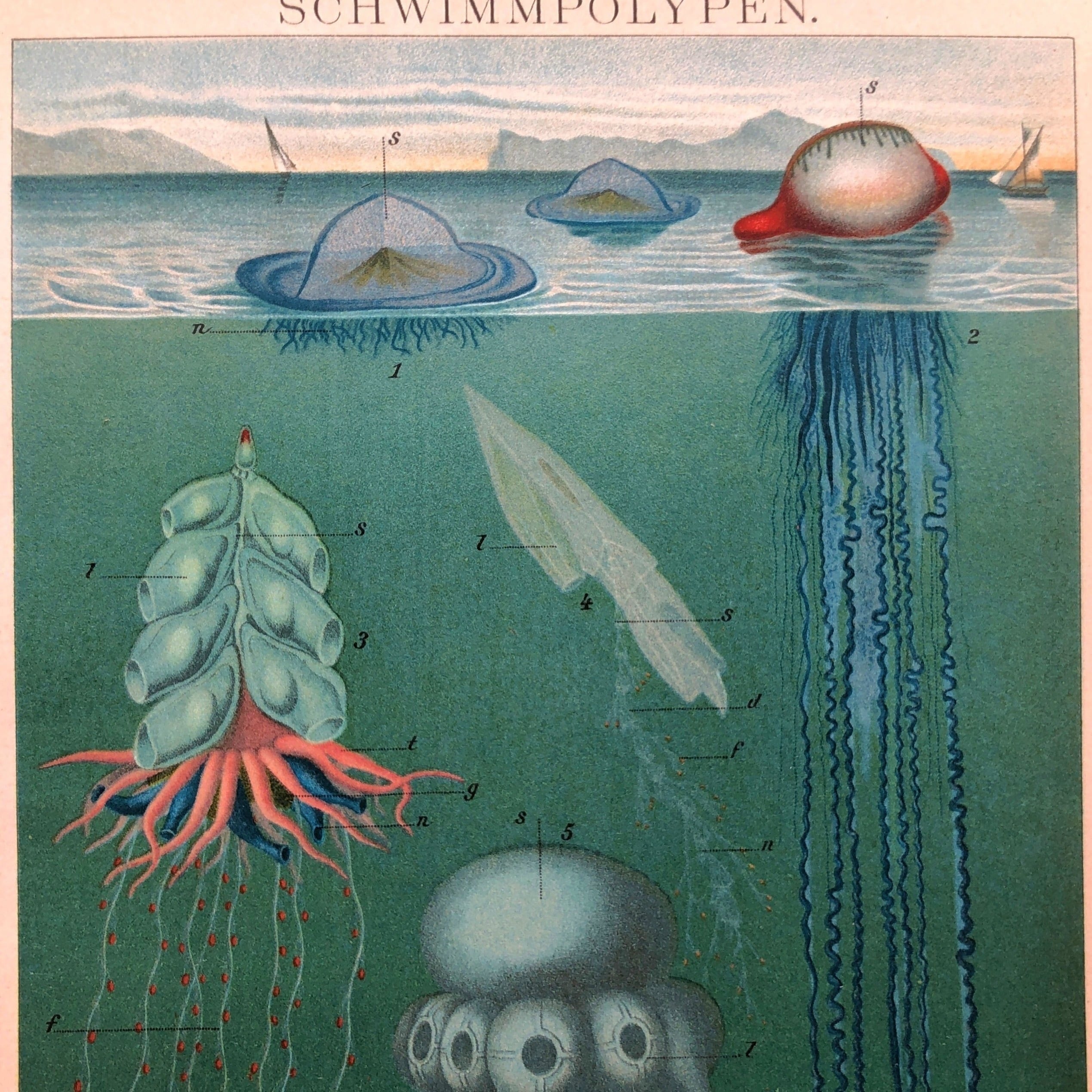 博物画「クラゲ」 | メルキュール骨董店