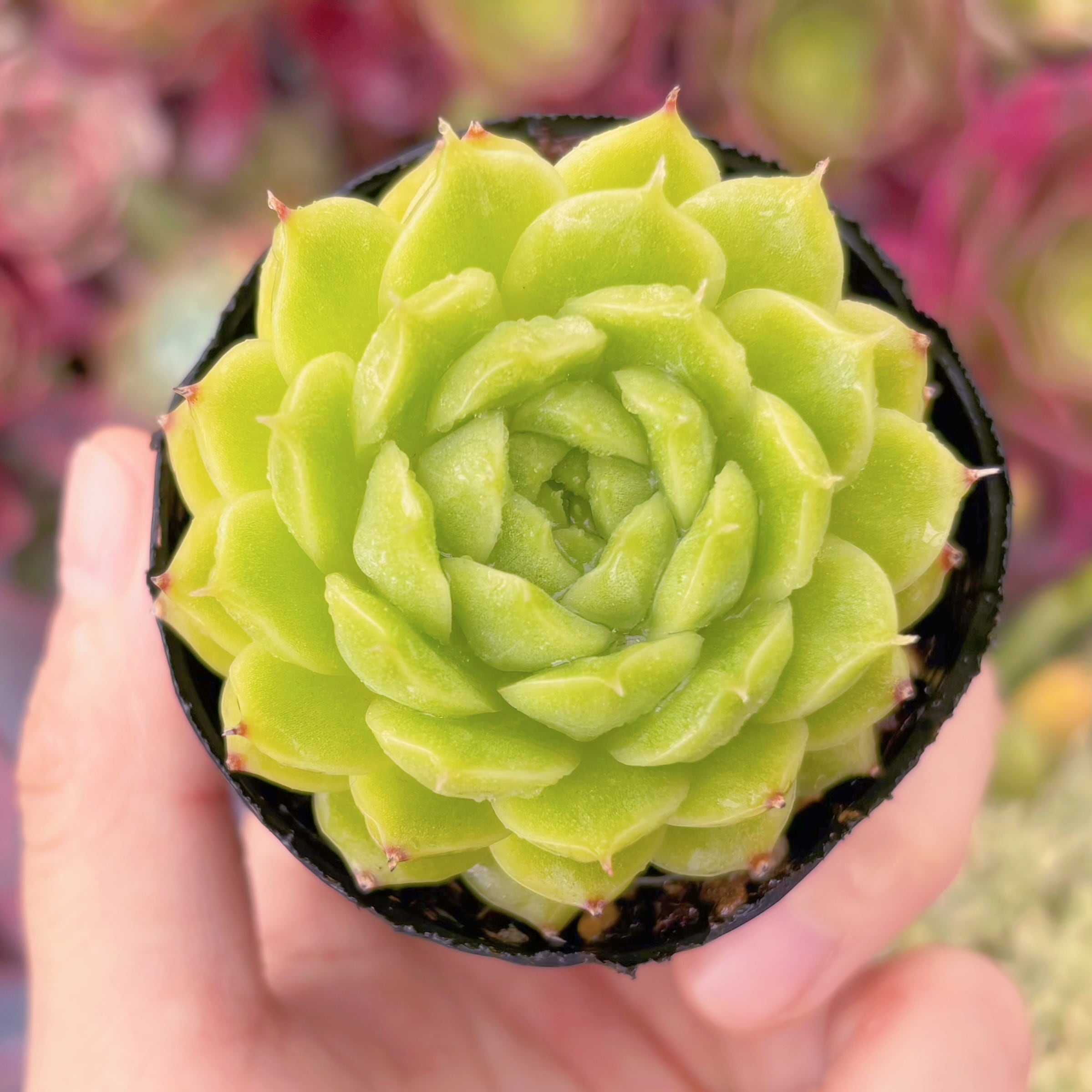 現品　杏奈#F210   るる農園