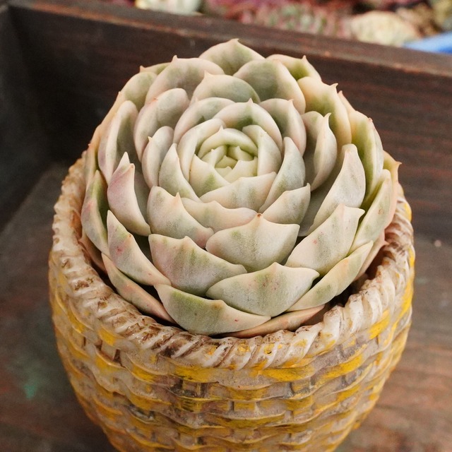 【メキシカンスノーボール錦】斑入り　エケベリア　韓国多肉　