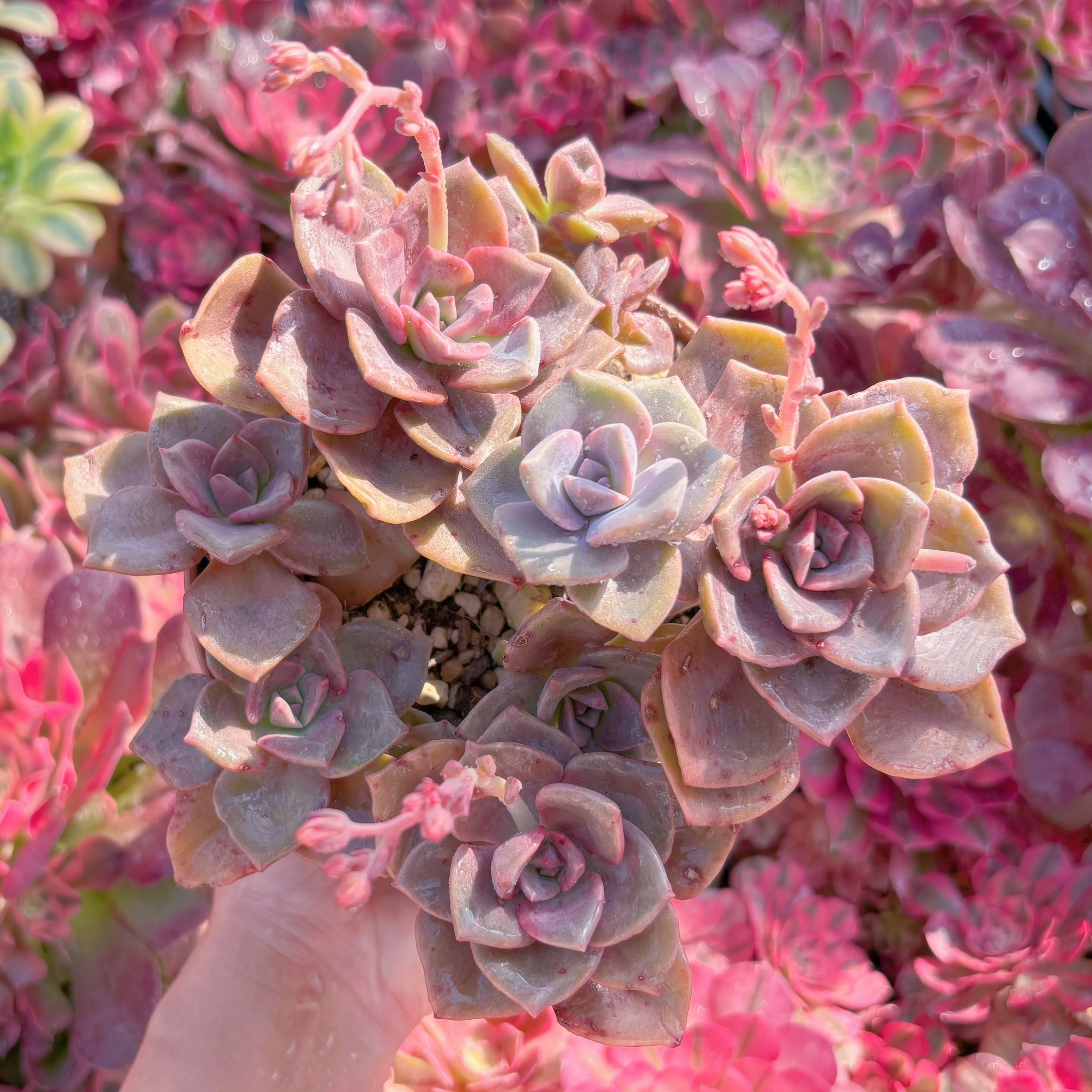 現品　グレイズランプ錦#M229　るる農園