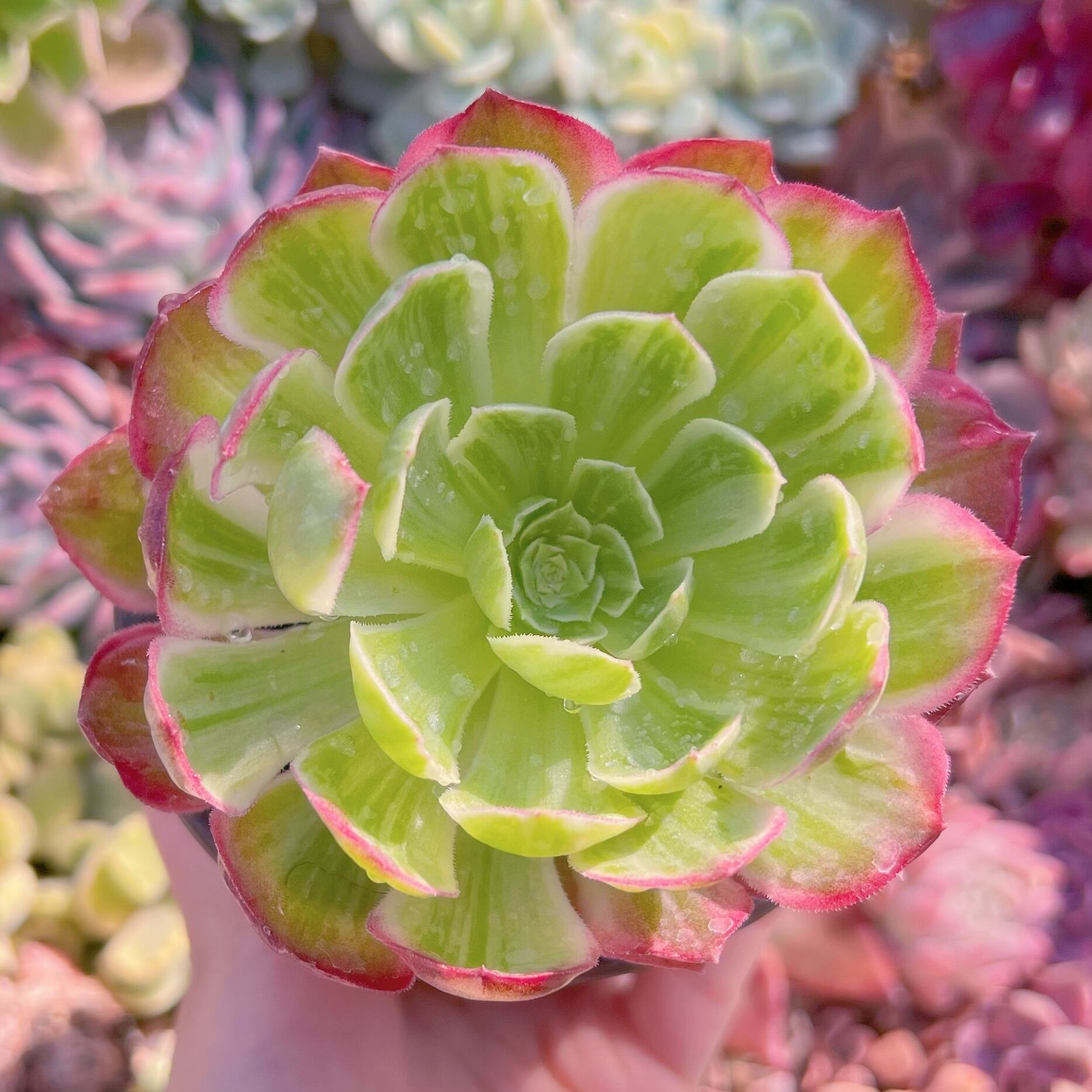 現物　水墨画#591　るる農園