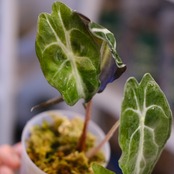 Alocasia ‘Venom’│アロカシア・ヴェノム③│観葉植物