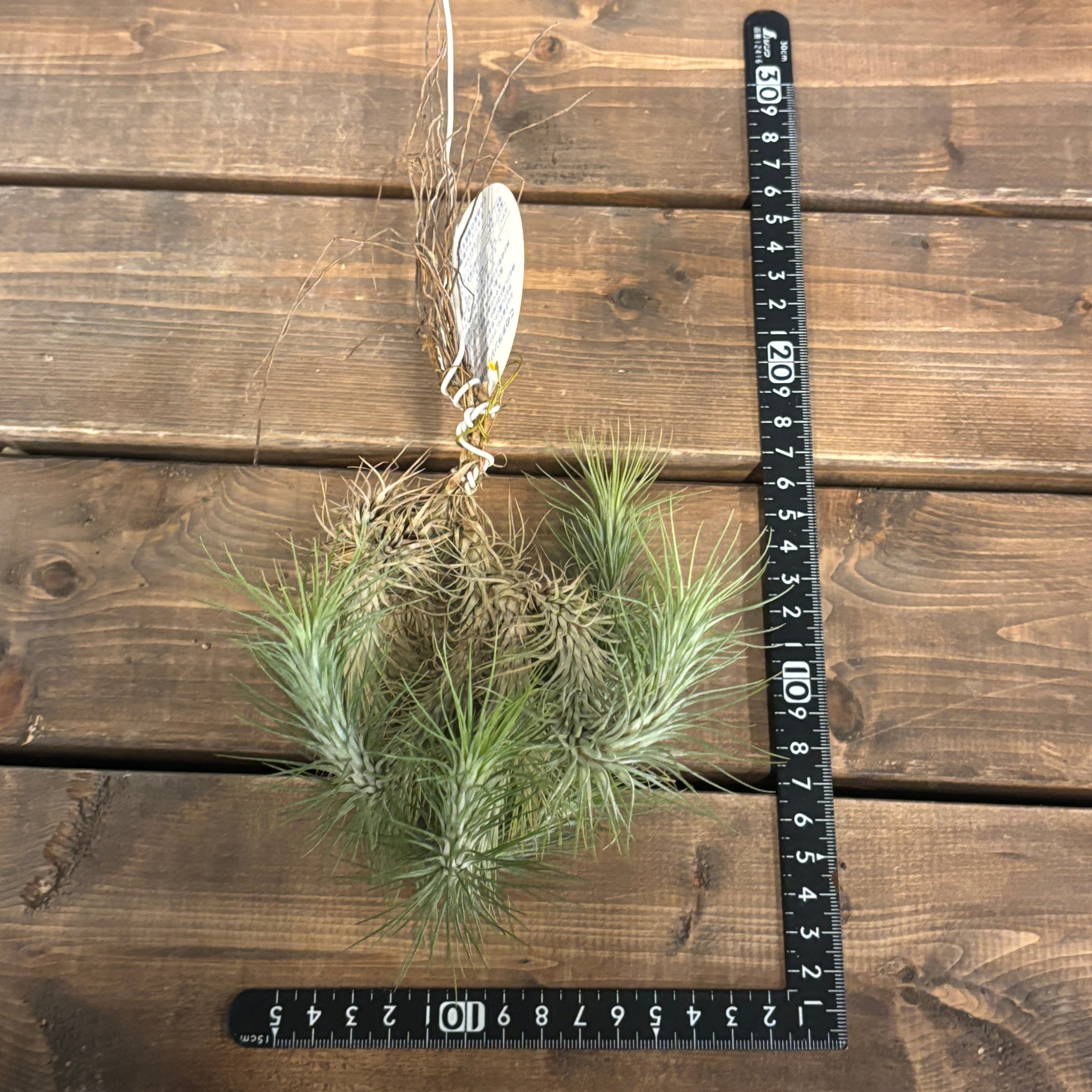 チランジア フンキアナ【319】 | PROTOLEAF プロトリーフ