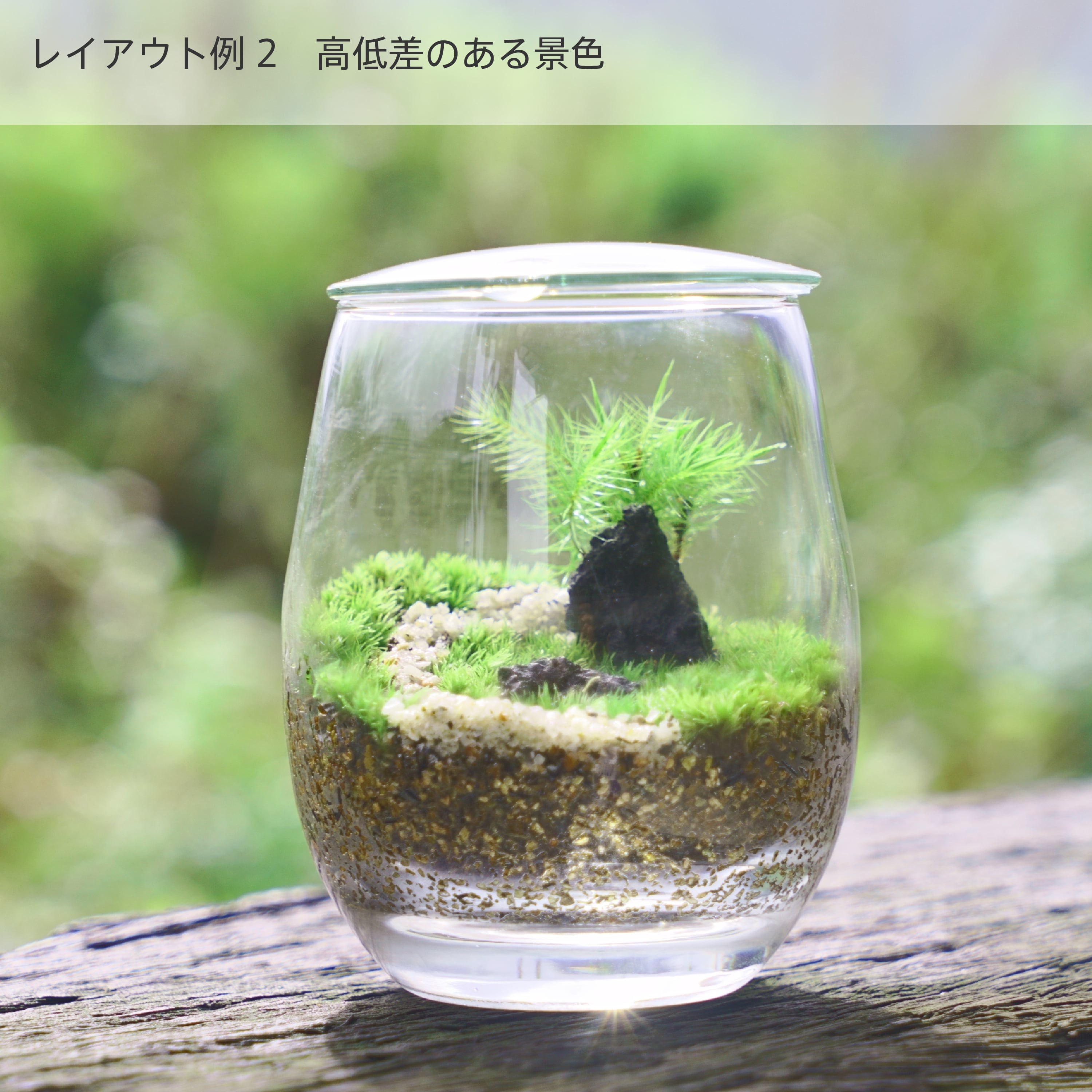 苔のテラリウムに必要なセット