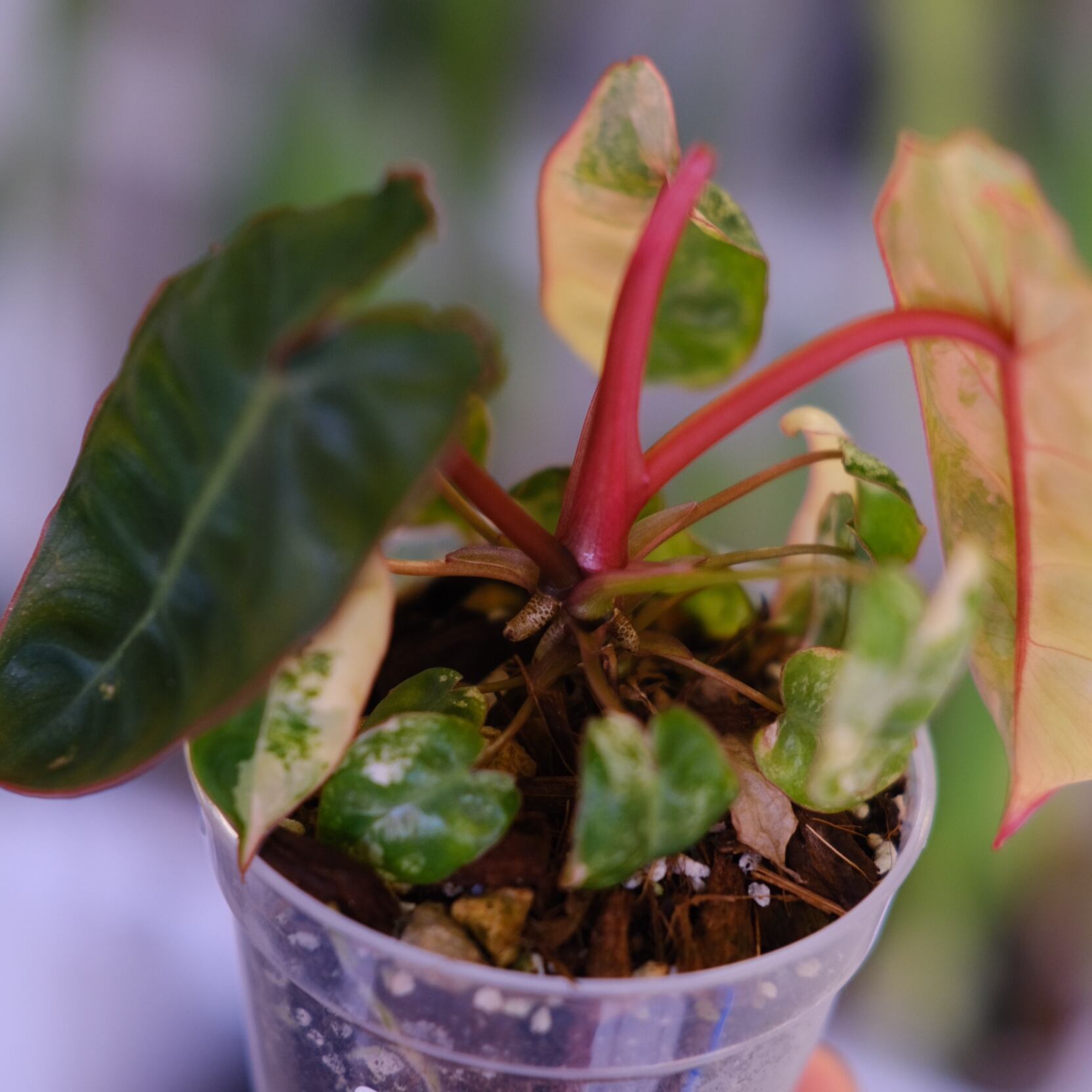 フィロデンドロン　Philodendron Billietiae 斑入り フィロデンドロン ビレッティア 斑入り 大株【激レア】Philodendron
