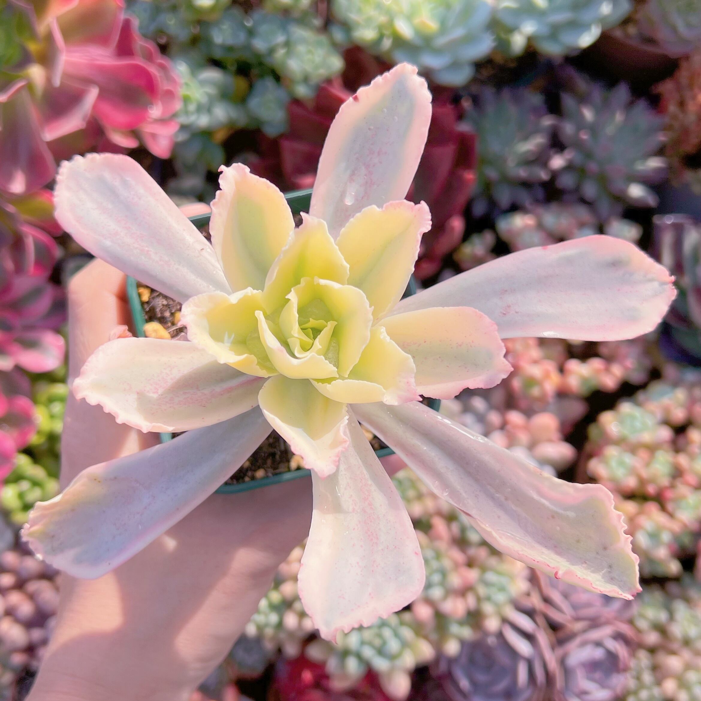 現品　moon river#613   古株   るる農園