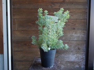 【現物】アデナンサス ”カニングハーミルブッシュ” C