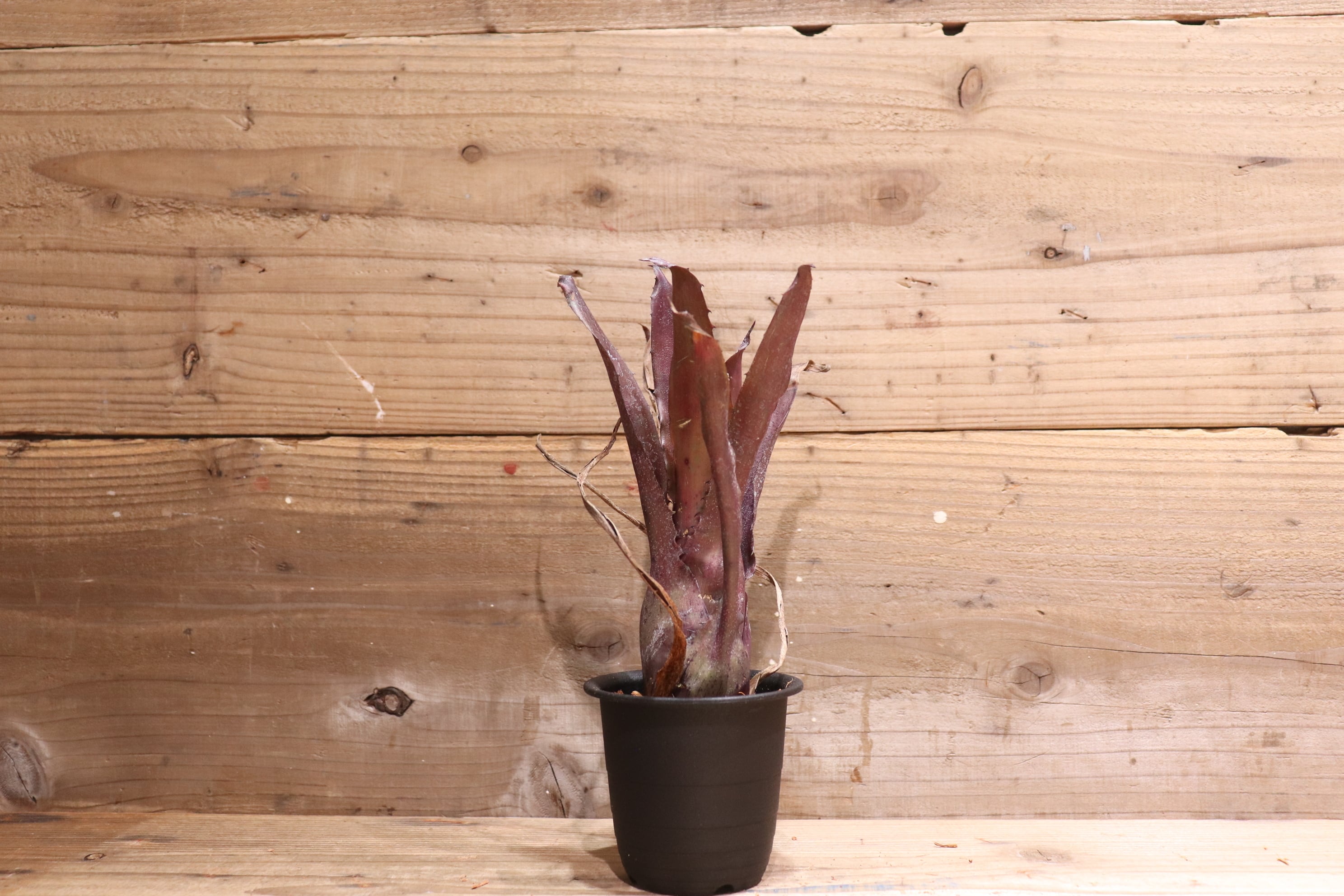 reserved】 Hohenbergia sp.Leme#2203〔ホヘンベルギア〕現品発送H0033