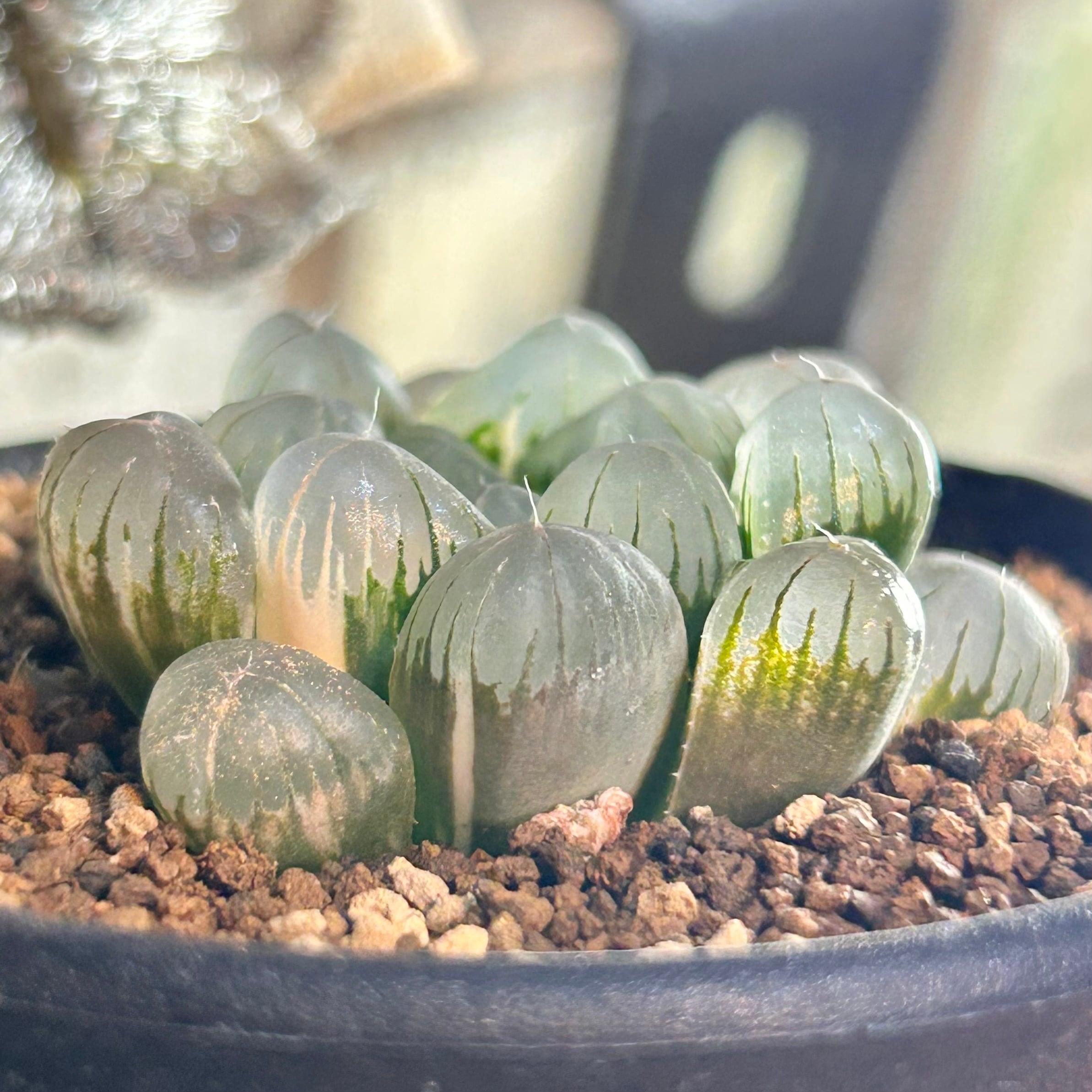 T) 姫オブツーサ錦 ハオルチア | RuPo 多肉植物専門店