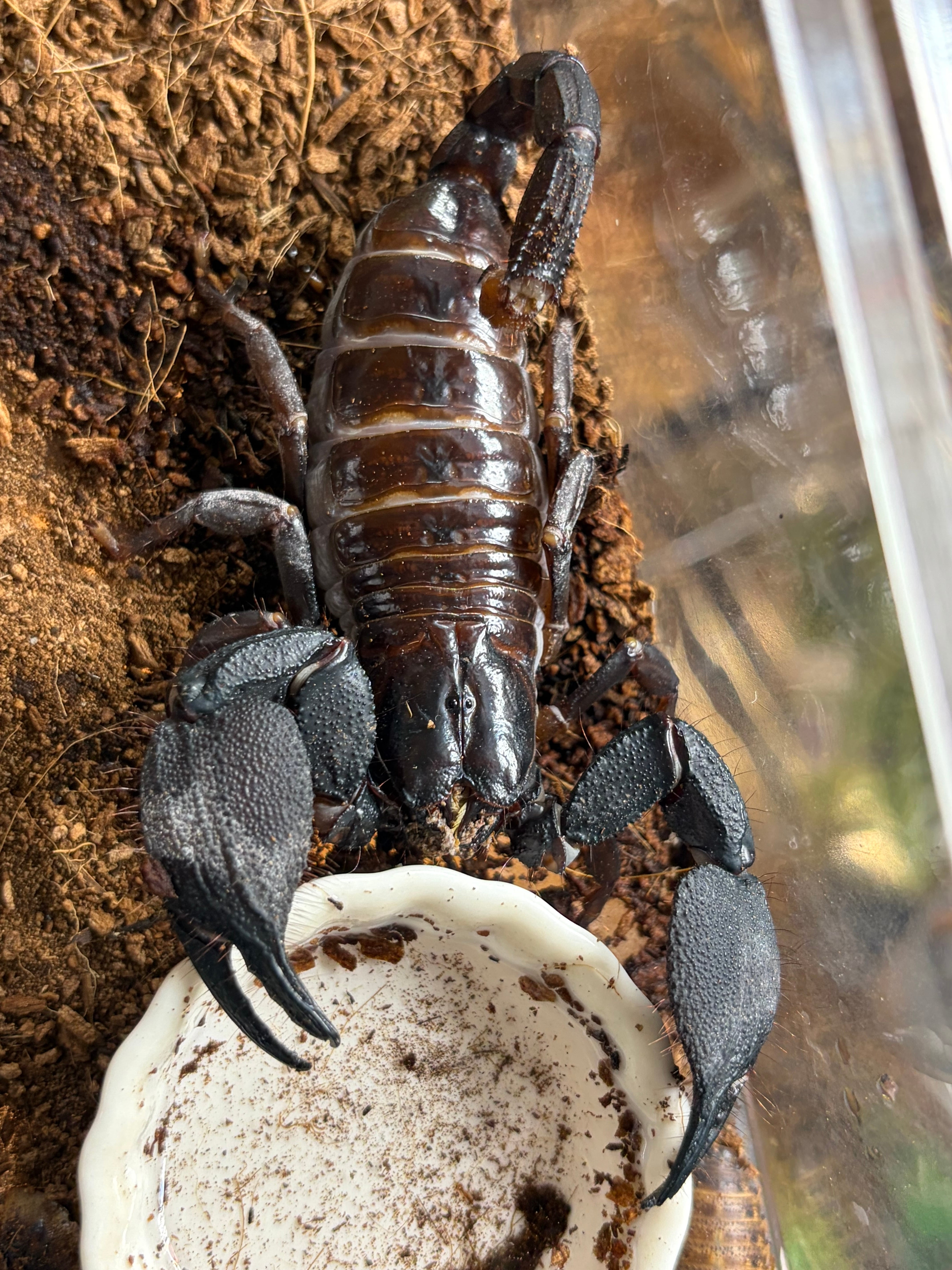LAST♀】蠍最大種のスワンメルダムオオハカリサソリ Gigantometrus 蠍