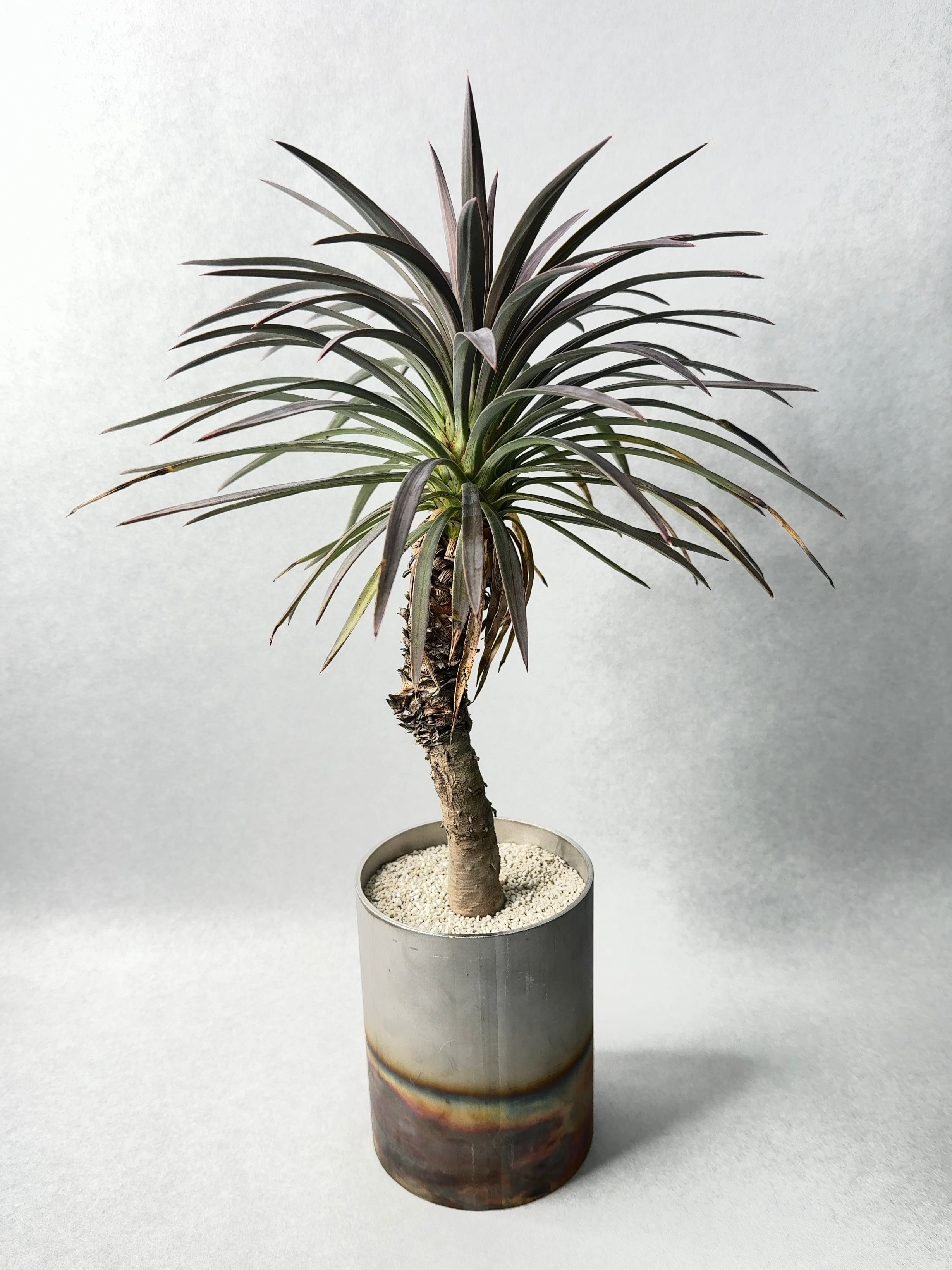 1.ユッカ・ディスメティアーナ | trigger