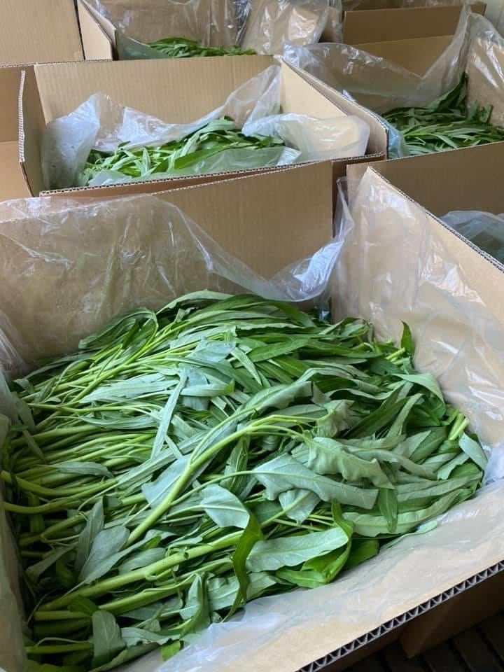 Rau Muống • 空芯菜(Water Spinach) 1KG | VIETNAM FOODS - ベトナム