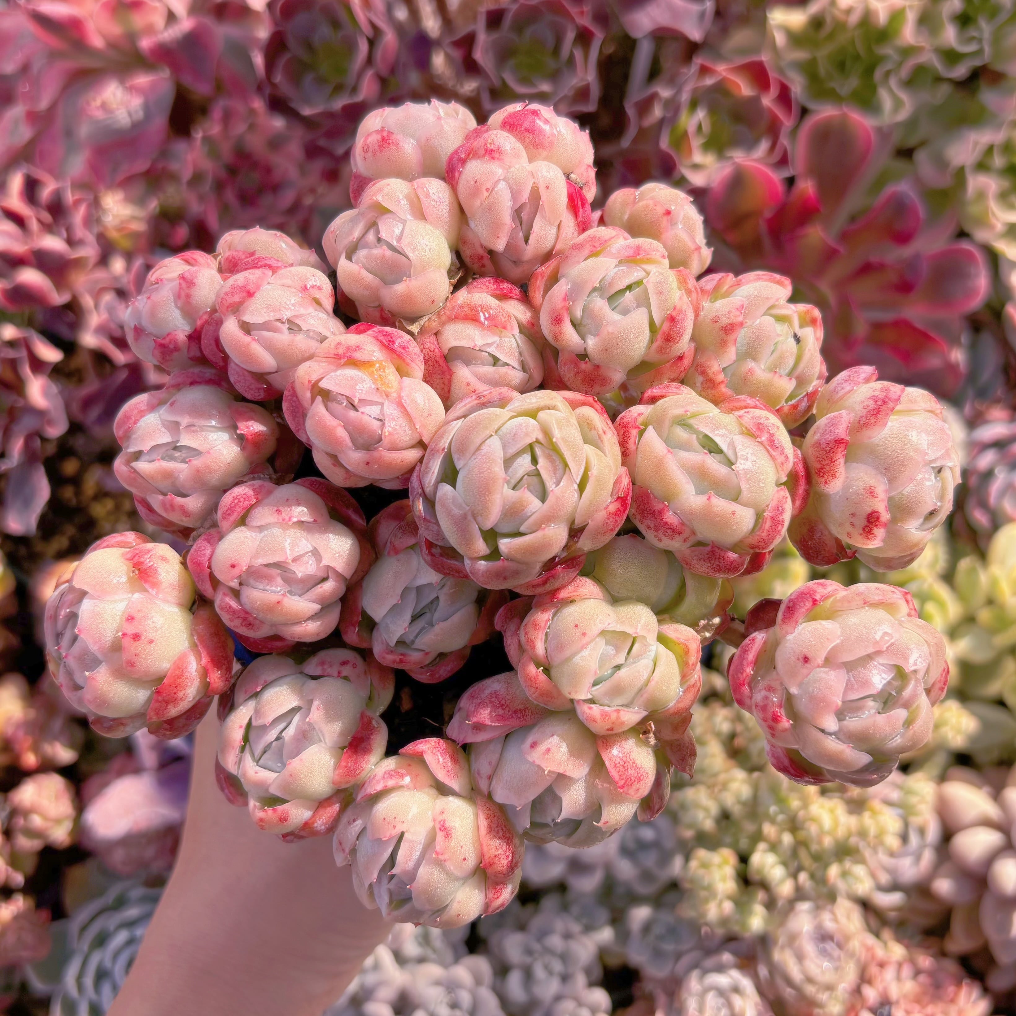 多肉植物　クリームベリー(L)　特大群生　るる農園