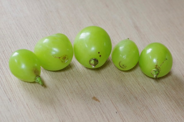 シャインマスカット粒  訳あり 箱込み2．０ｋｇ以上