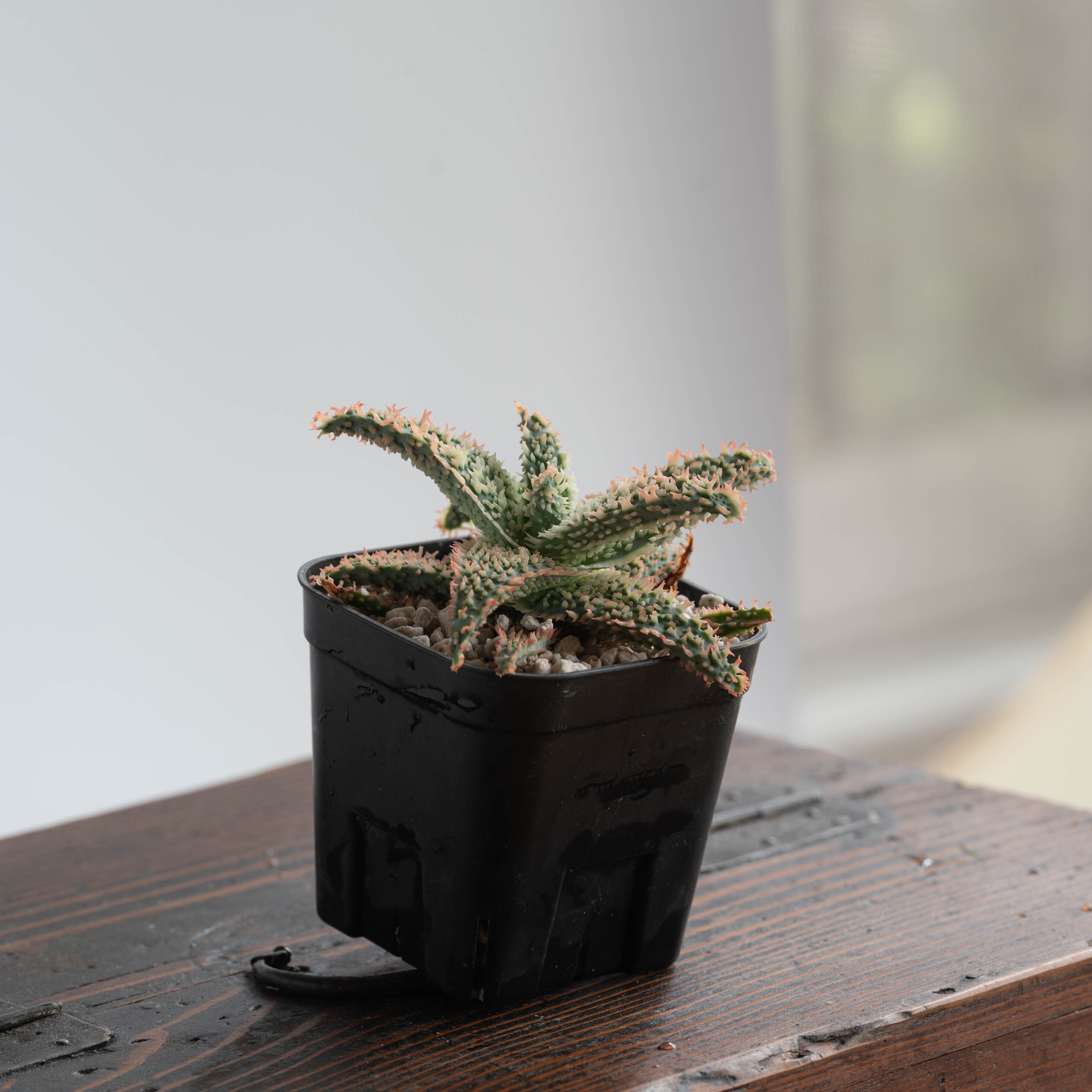 アロエ　ハイブリッド　Aloe hybrid 第四種　ORCMI−12 アロエ ハイブリッド Aloe hybrid 第四種 ORCMI−12 アロエに似た観葉植物